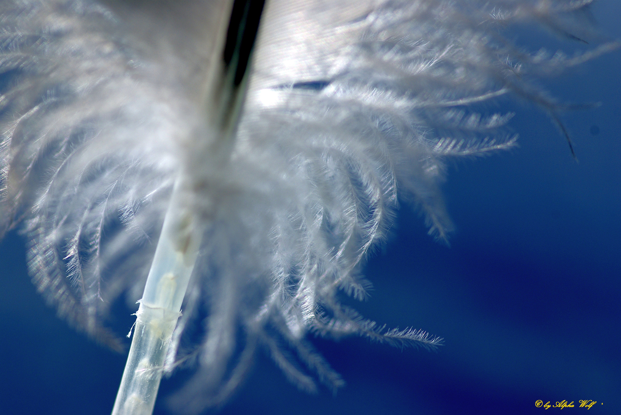 Pentax smc D-FA 100mm F2.8 Macro WR sample photo. Feather photography