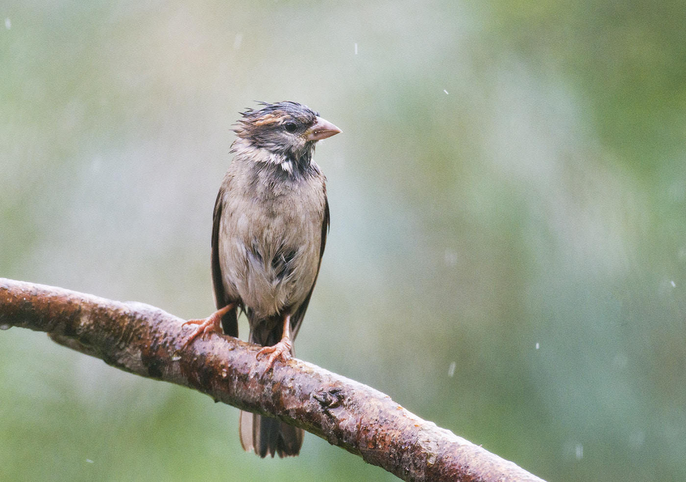 Nikon AF-S Nikkor 600mm F4D ED-IF II sample photo. House sparrow in the rain photography
