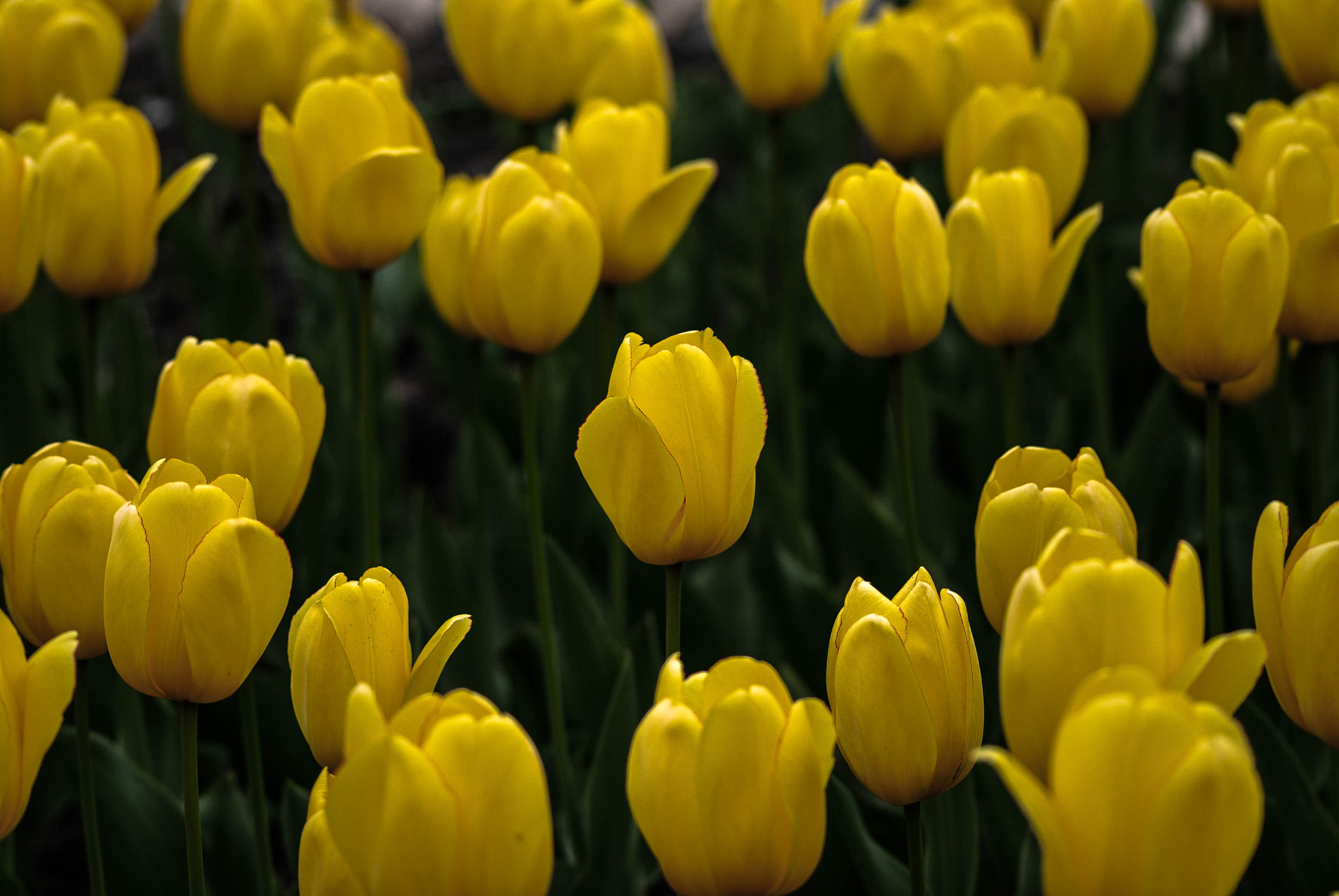Nikon D80 sample photo. Q photography