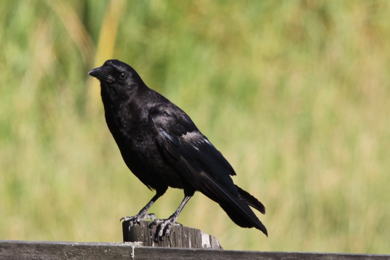 Sigma 150-500mm F5-6.3 DG OS HSM sample photo. Morrigan photography