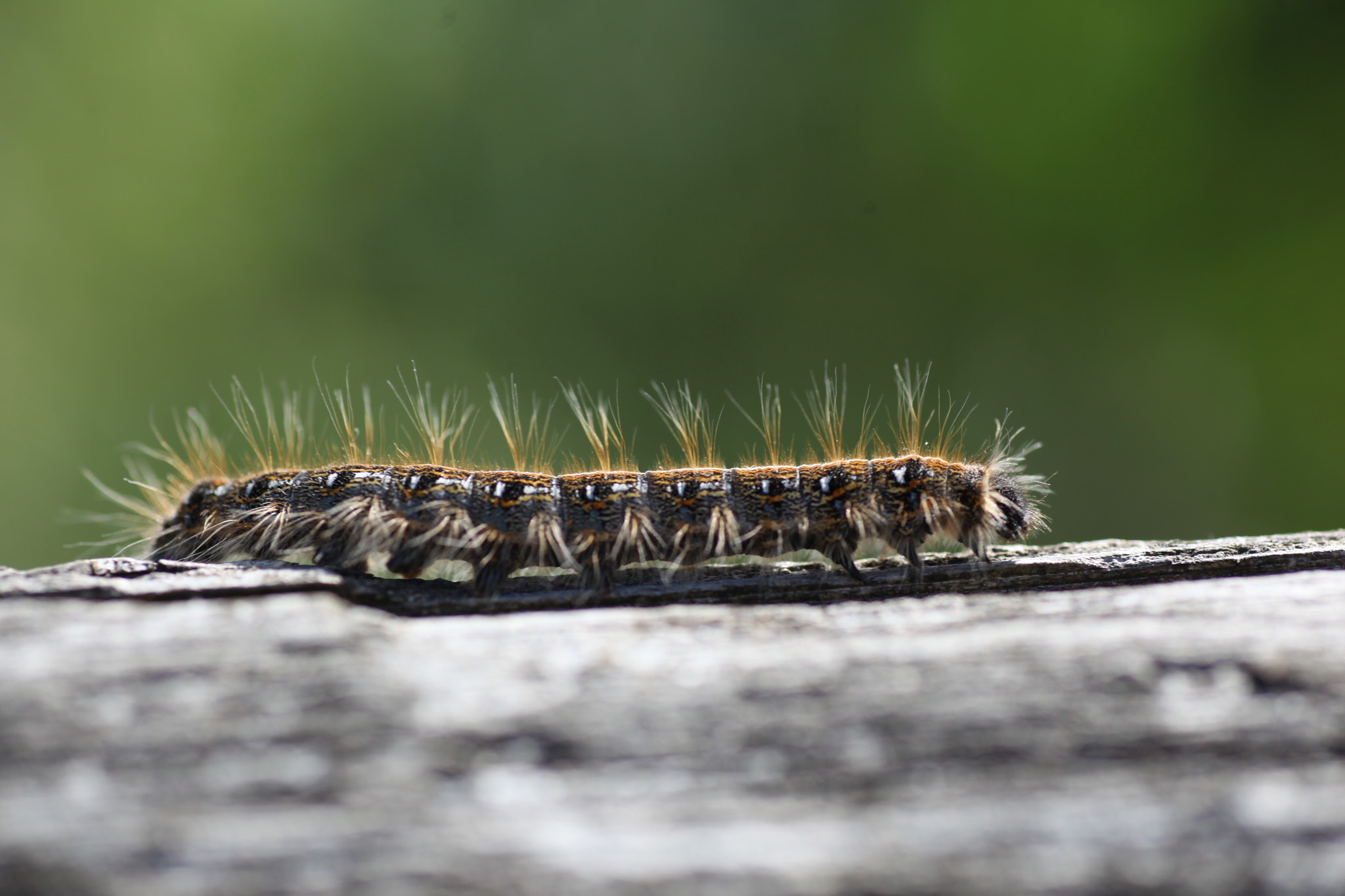 Canon EOS 5D Mark II + Tamron SP AF 90mm F2.8 Di Macro sample photo. Img photography