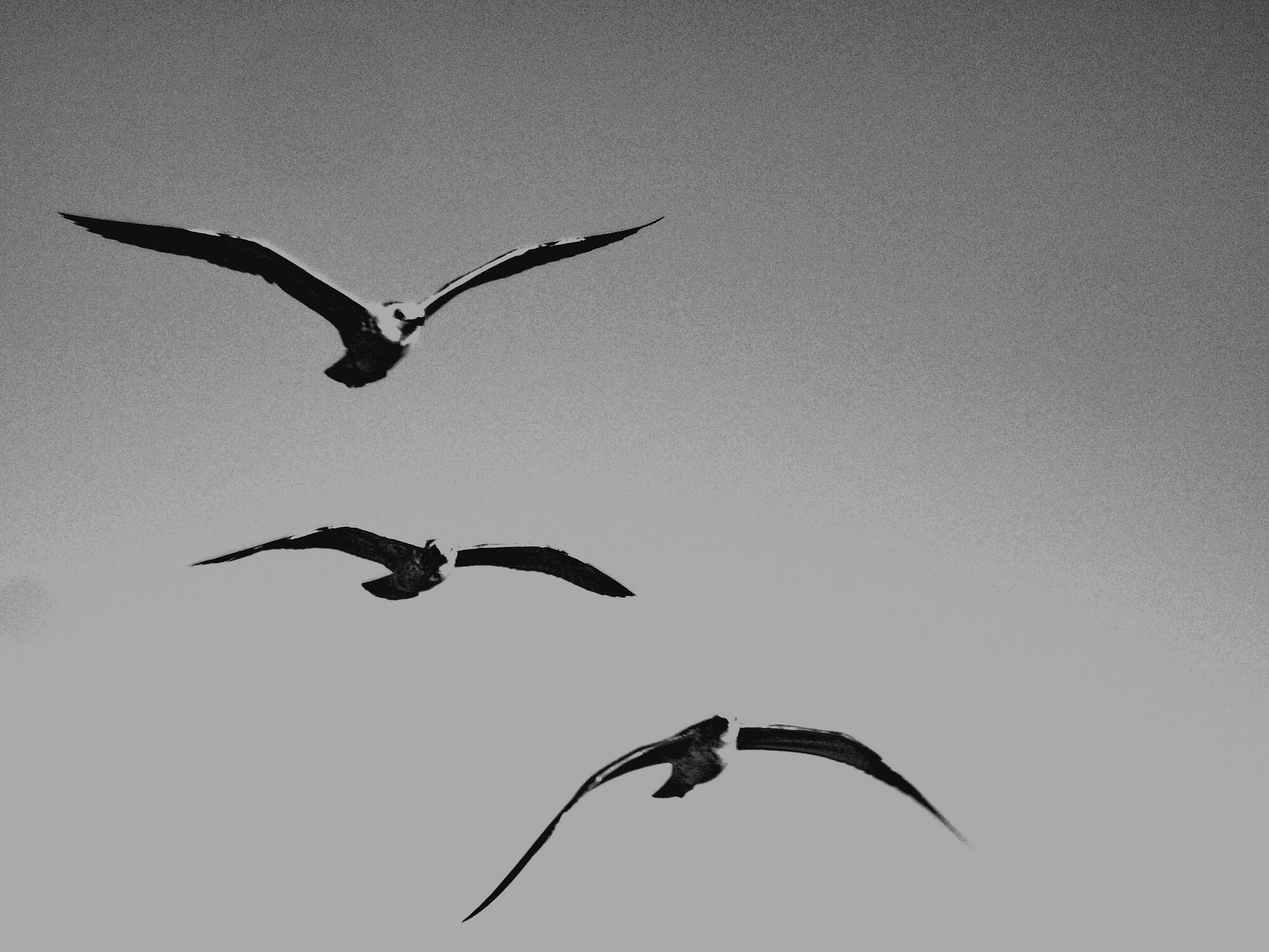Fujifilm FinePix JV110 sample photo. Birds fly photography