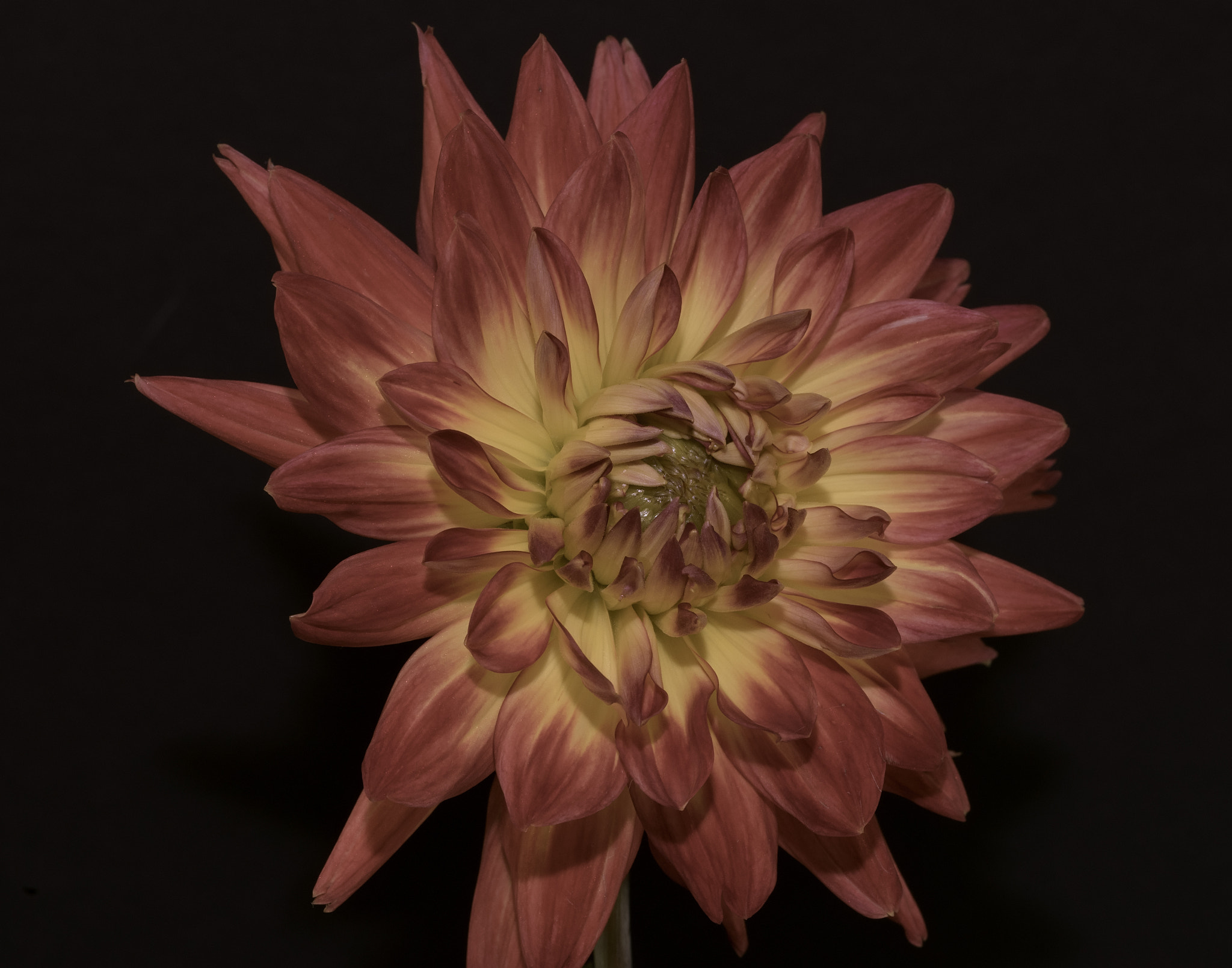 Sony a7 sample photo. Dahlia. photography