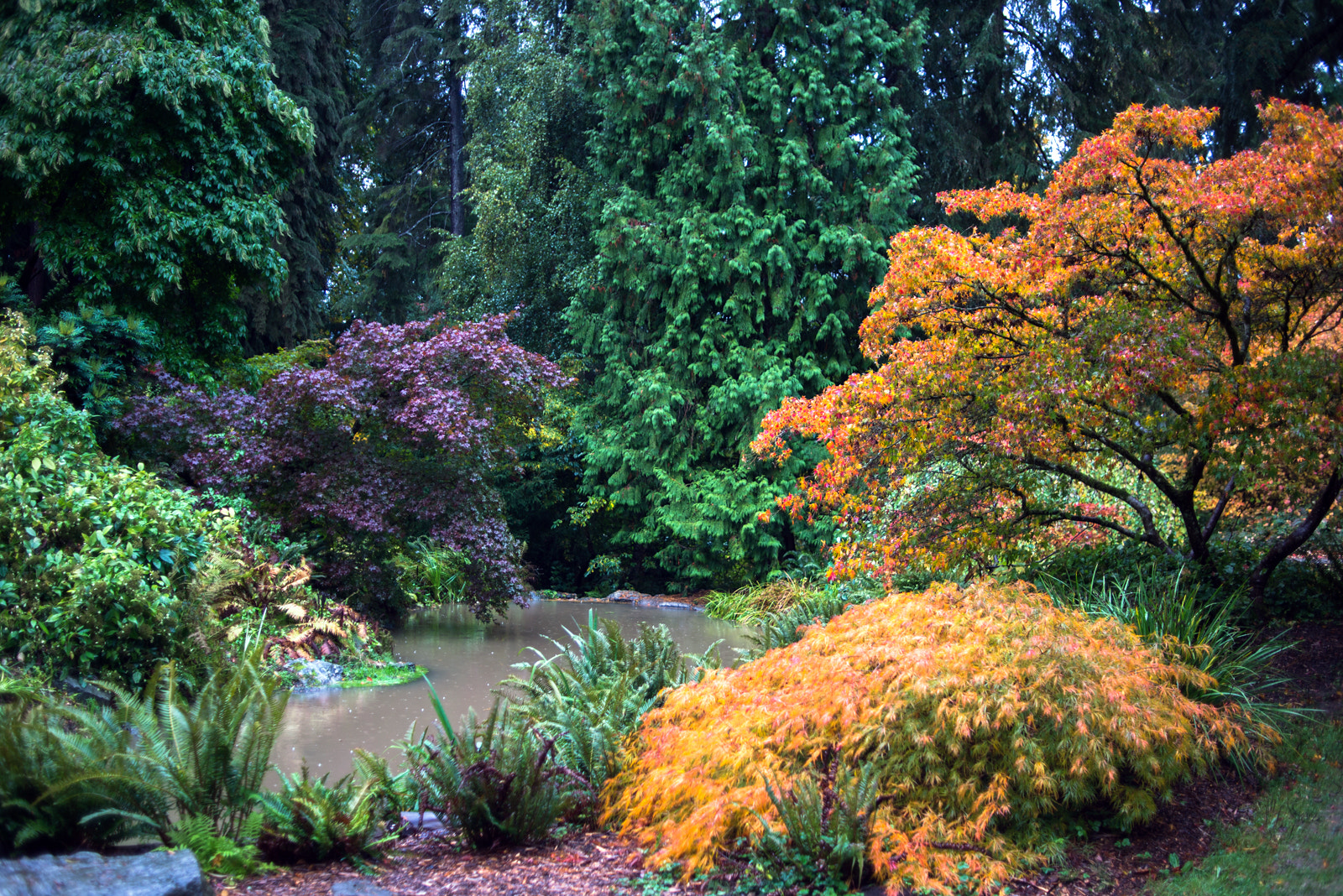 Nikon D800 + Nikon AF Nikkor 35mm F2D sample photo. Washington park arboretum photography