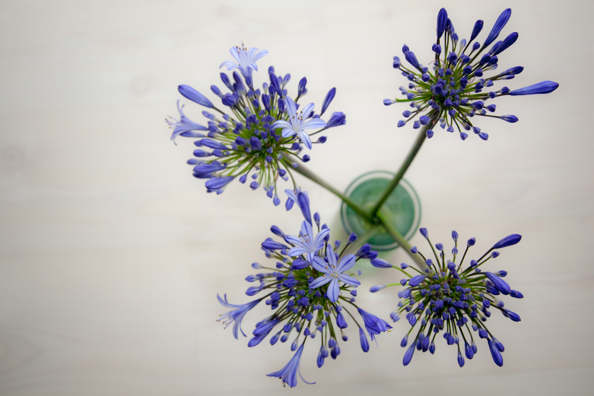 Canon EOS 450D (EOS Rebel XSi / EOS Kiss X2) + Sigma 24-105mm f/4 DG OS HSM | A sample photo. Agapanthus it is  photography