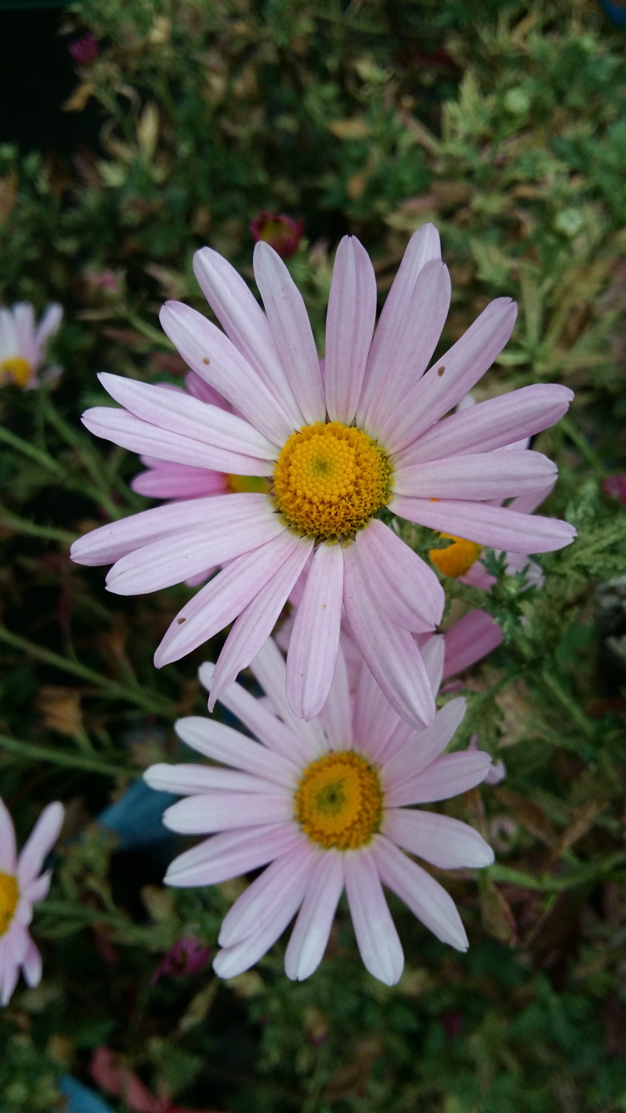 Samsung Galaxy Grand-Max sample photo