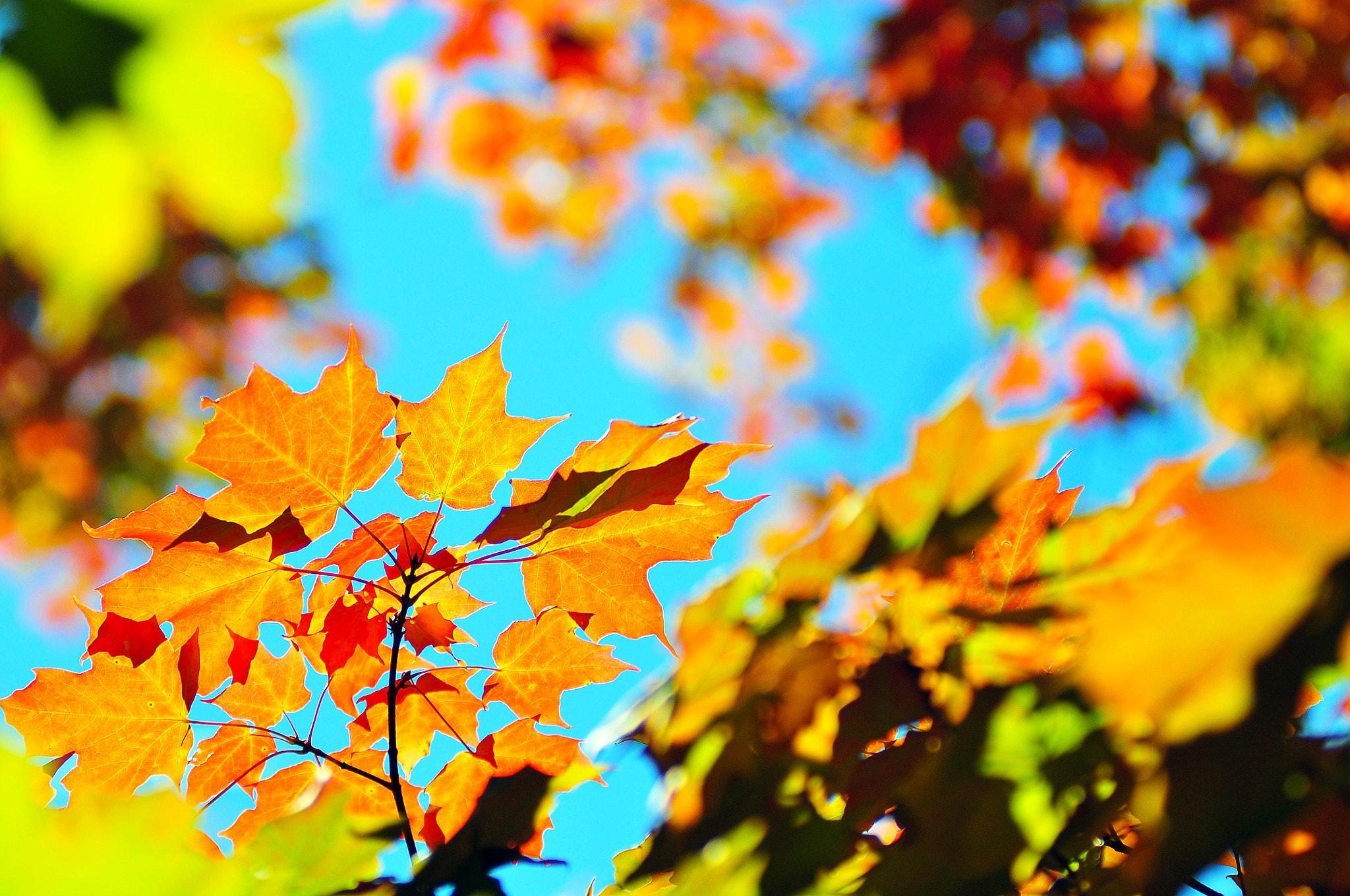 Nikon AF-Nikkor 80-200mm F2.8D ED sample photo. October palette photography