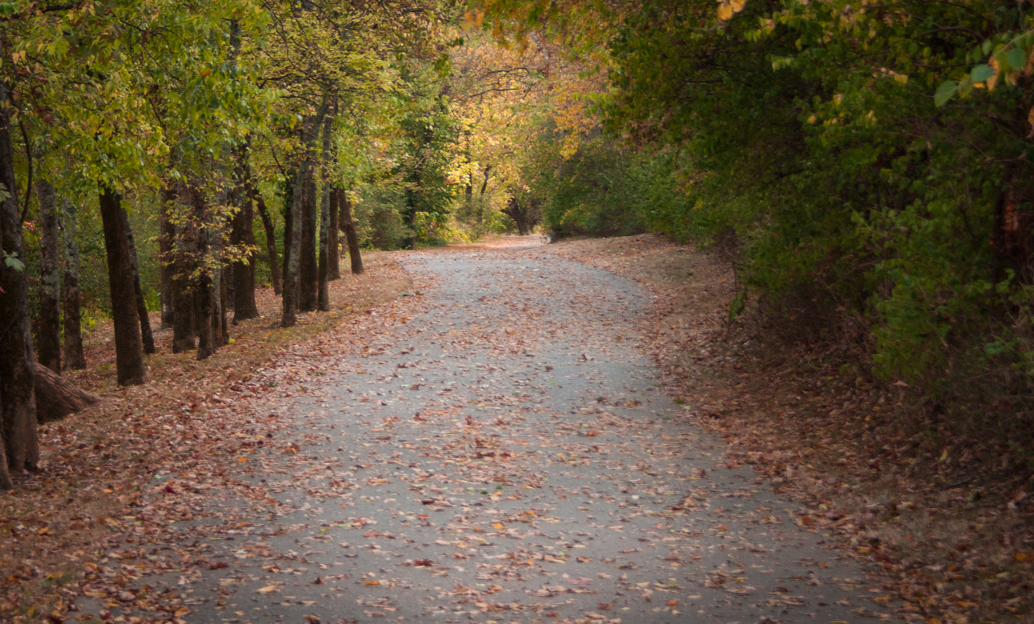 Canon EF-S 18-55mm F3.5-5.6 II sample photo. Trail on fall day photography