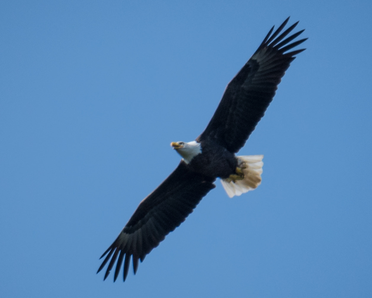 Nikon D500 + Sigma 50mm F2.8 EX DG Macro sample photo. Bald eagle photography