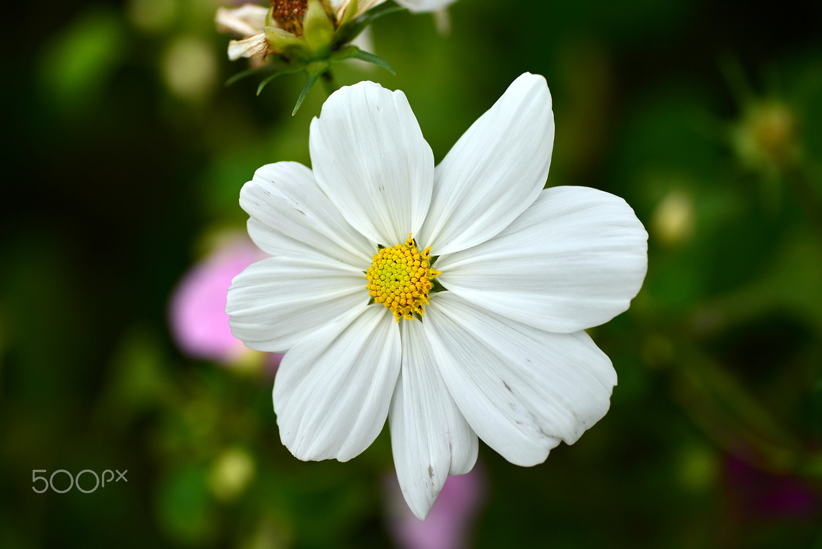 Nikon D600 sample photo. Sakura in autumn in japan photography