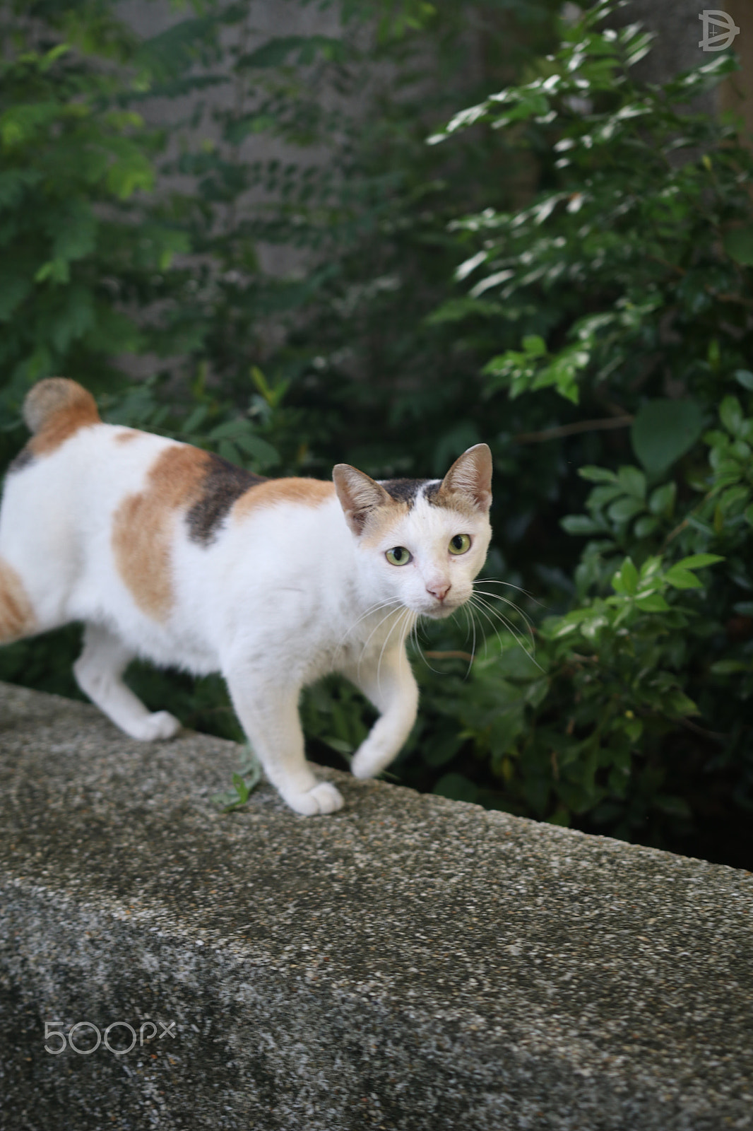 Sigma 18-35mm f/1.8 DC HSM sample photo. Catwalk photography