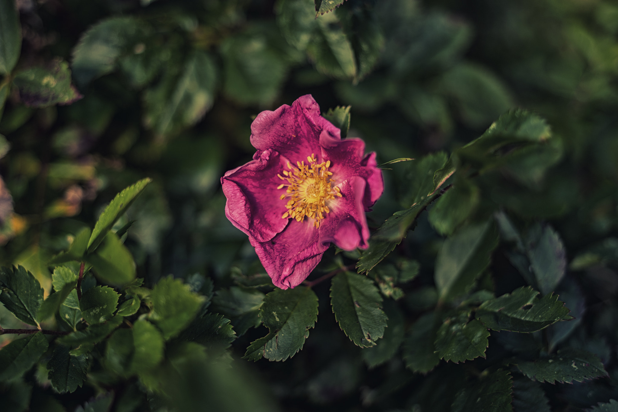 Samsung NX 30mm F2 Pancake sample photo. Shrivel photography