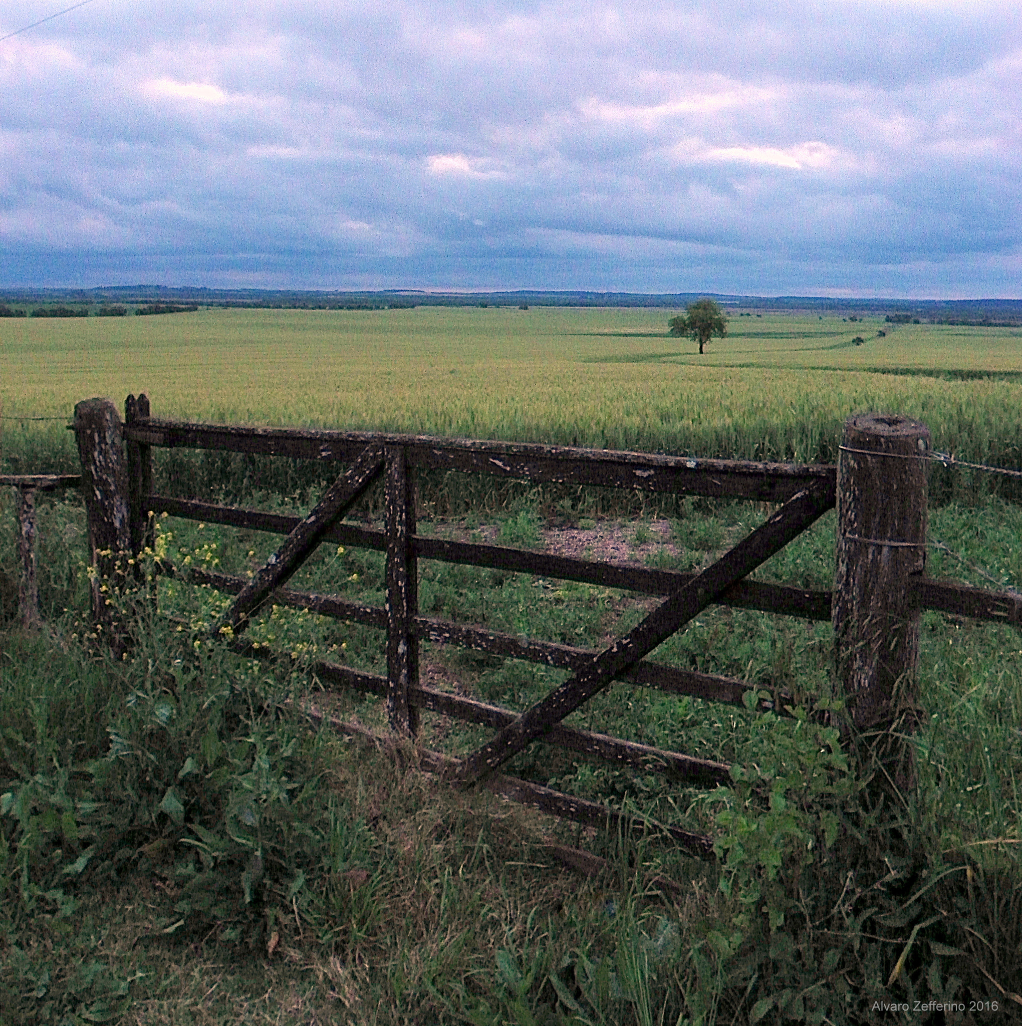 Kodak EasyShare Z981 sample photo. Portón y campo de trigo con cielo nuboso photography