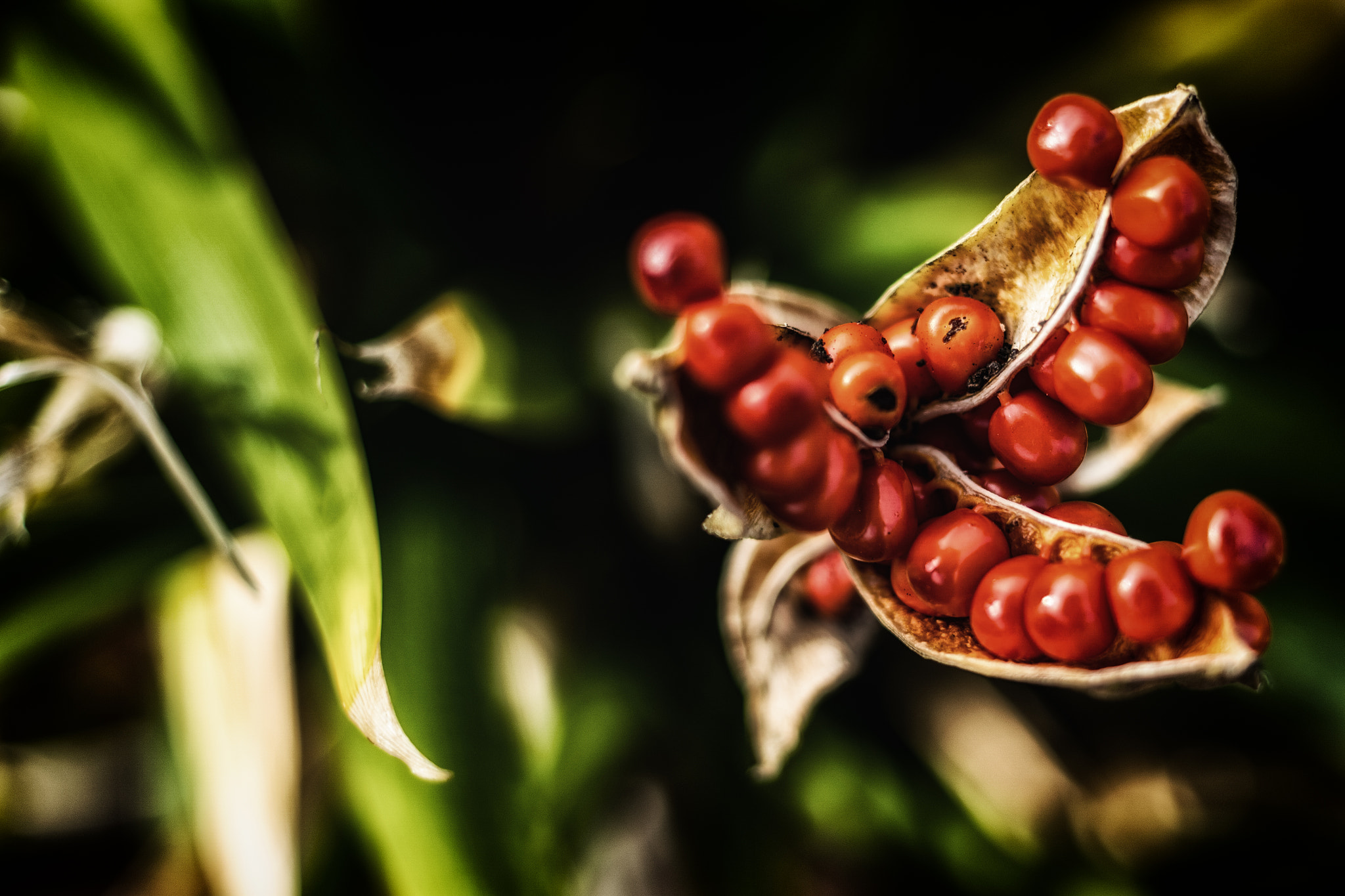 Samsung NX 30mm F2 Pancake sample photo. Pea photography