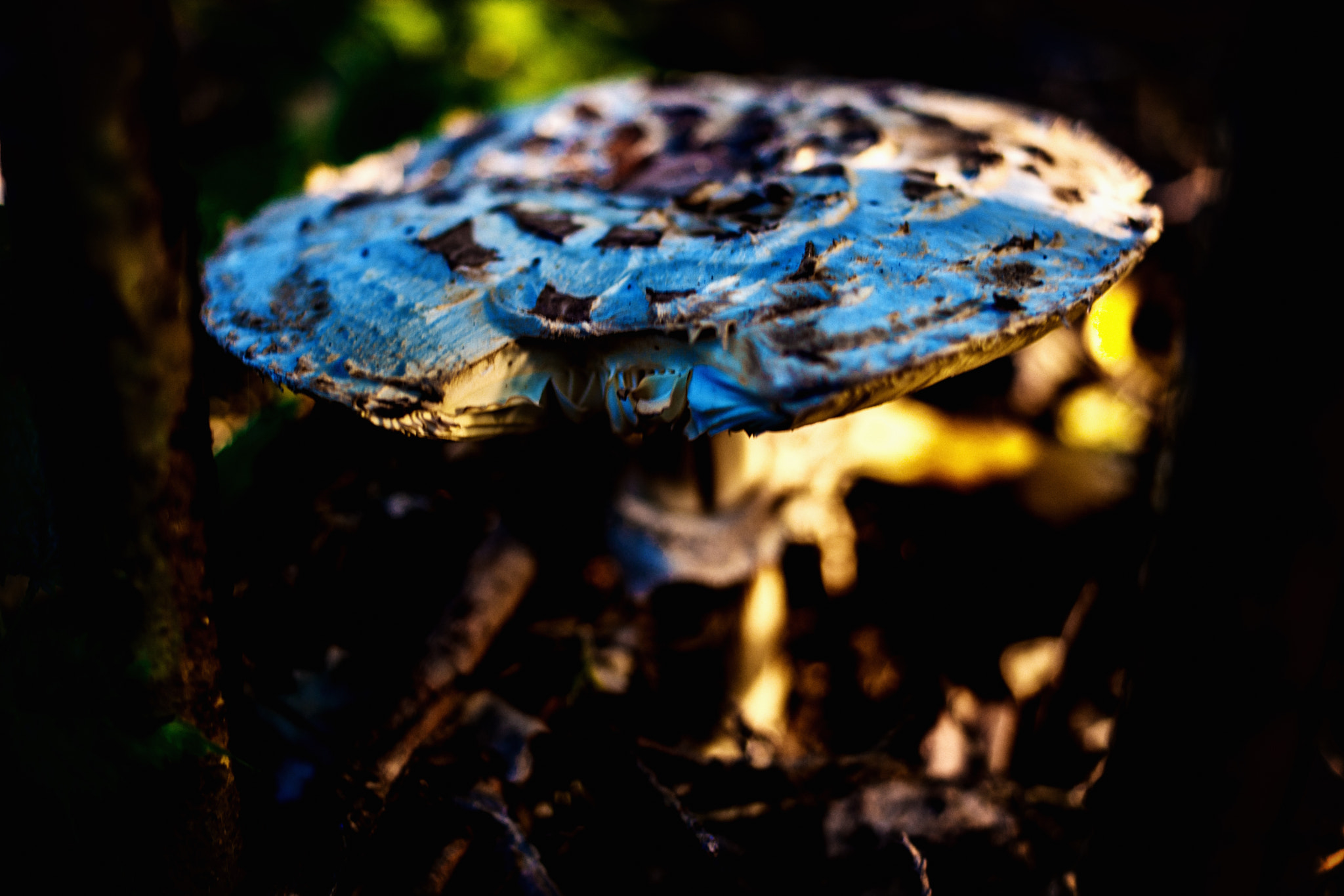 Samsung NX 30mm F2 Pancake sample photo. Mush photography