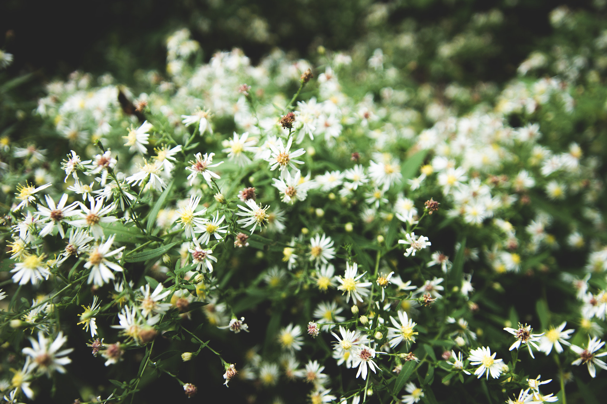 Sigma 17-35mm f/2.8-4 EX DG Aspherical HSM sample photo. Bloomed photography
