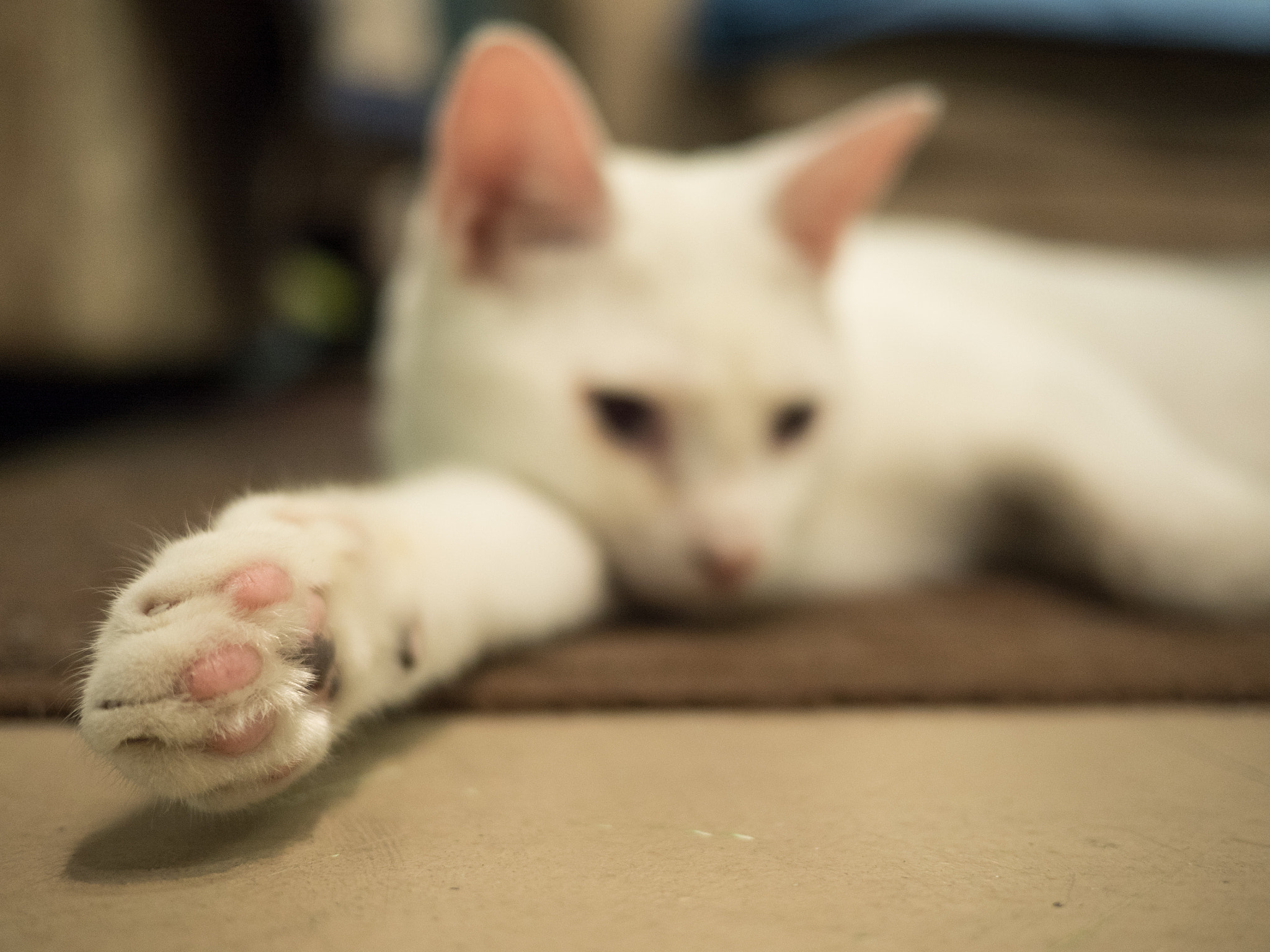 Olympus OM-D E-M5 II + LUMIX G 20/F1.7 II sample photo. Project 365, day two hundred and eighty-nine - need a hand... err.. paw? photography