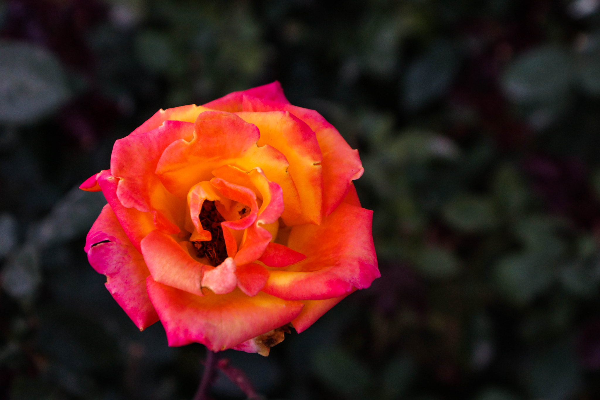 Sony DT 18-70mm F3.5-5.6 sample photo. A flower for you! photography