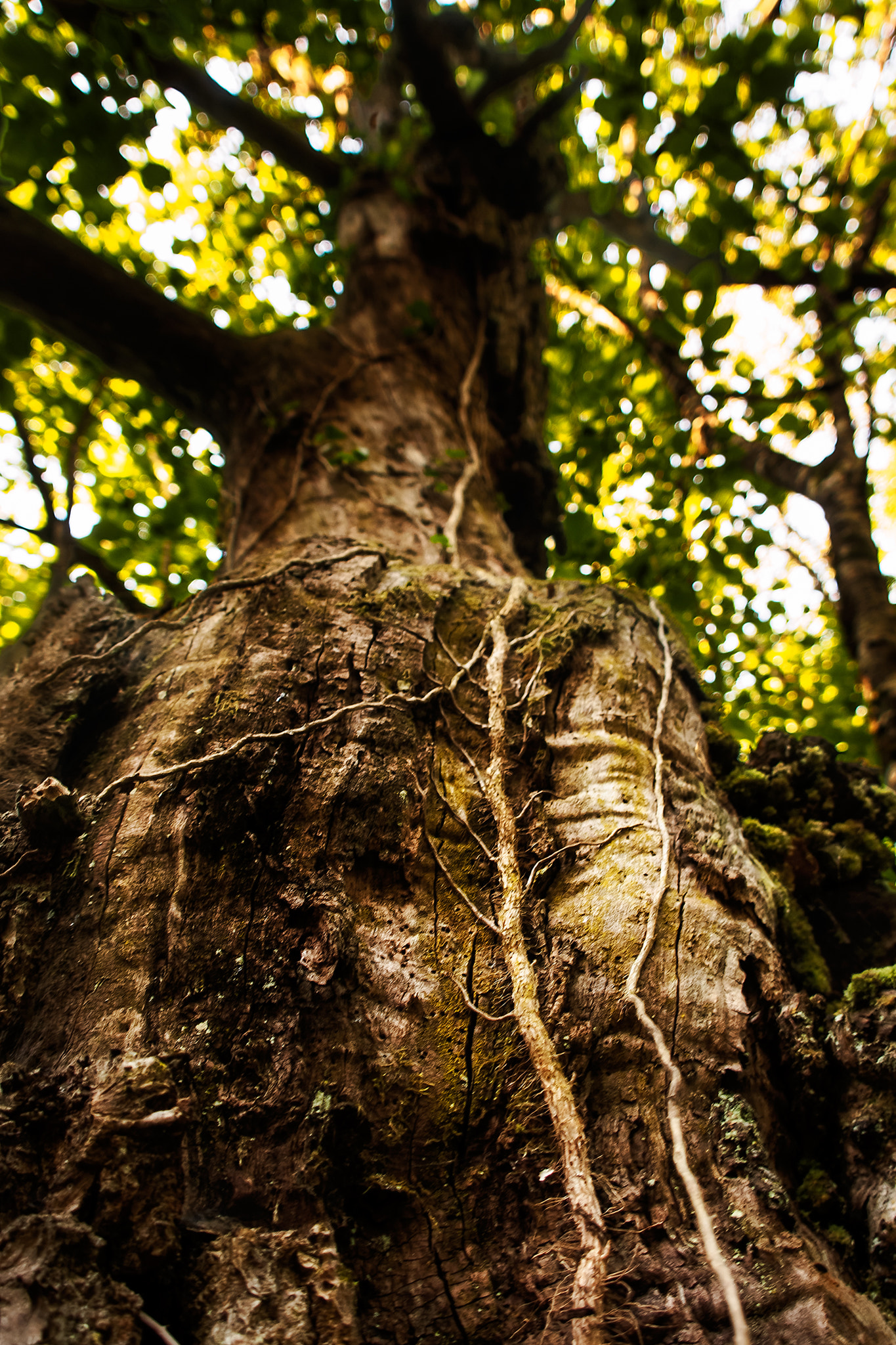 Olympus OM-D E-M5 + OLYMPUS 14-54mm Lens sample photo. Tree photography