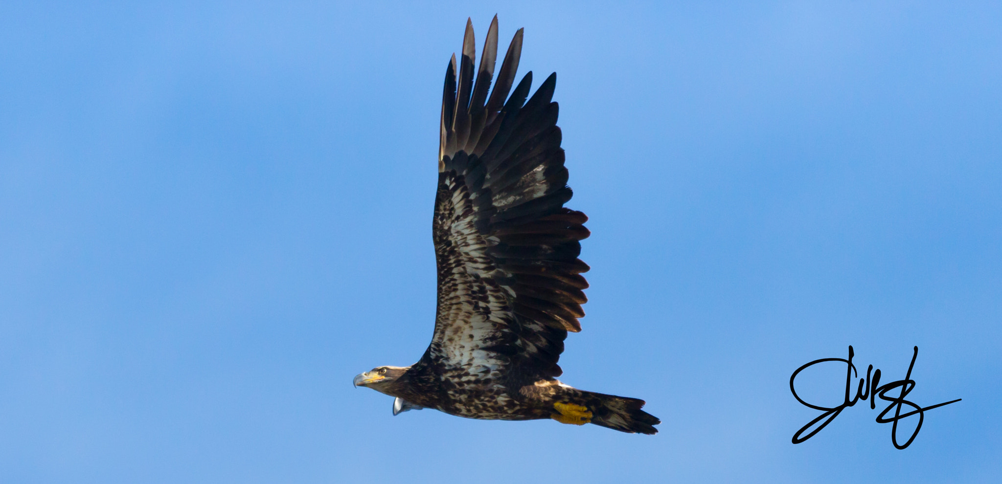 Canon EOS-1D X + Canon EF 600mm f/4L IS sample photo. Img photography