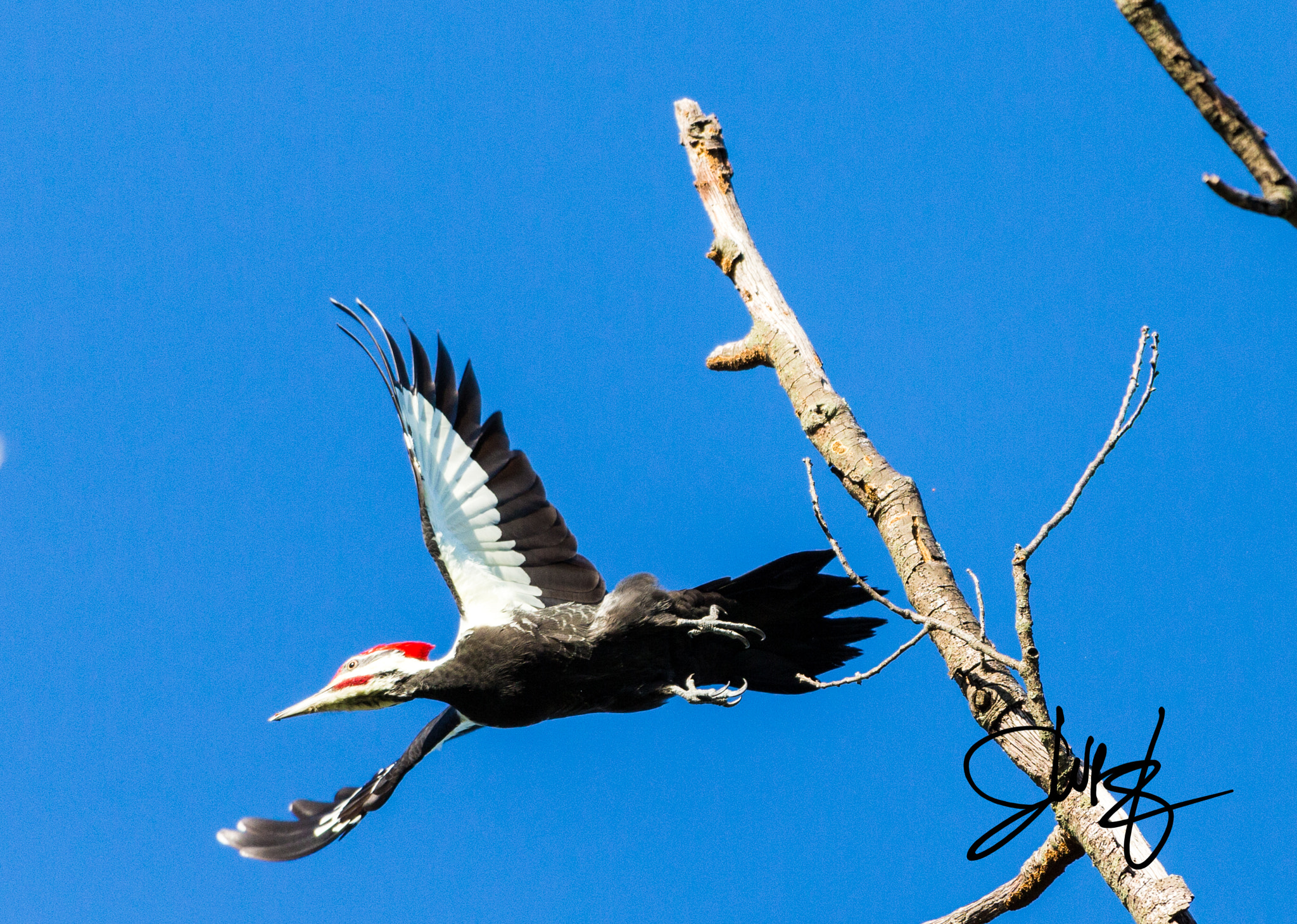 Canon EOS-1D X + Canon EF 600mm f/4L IS sample photo. Img photography