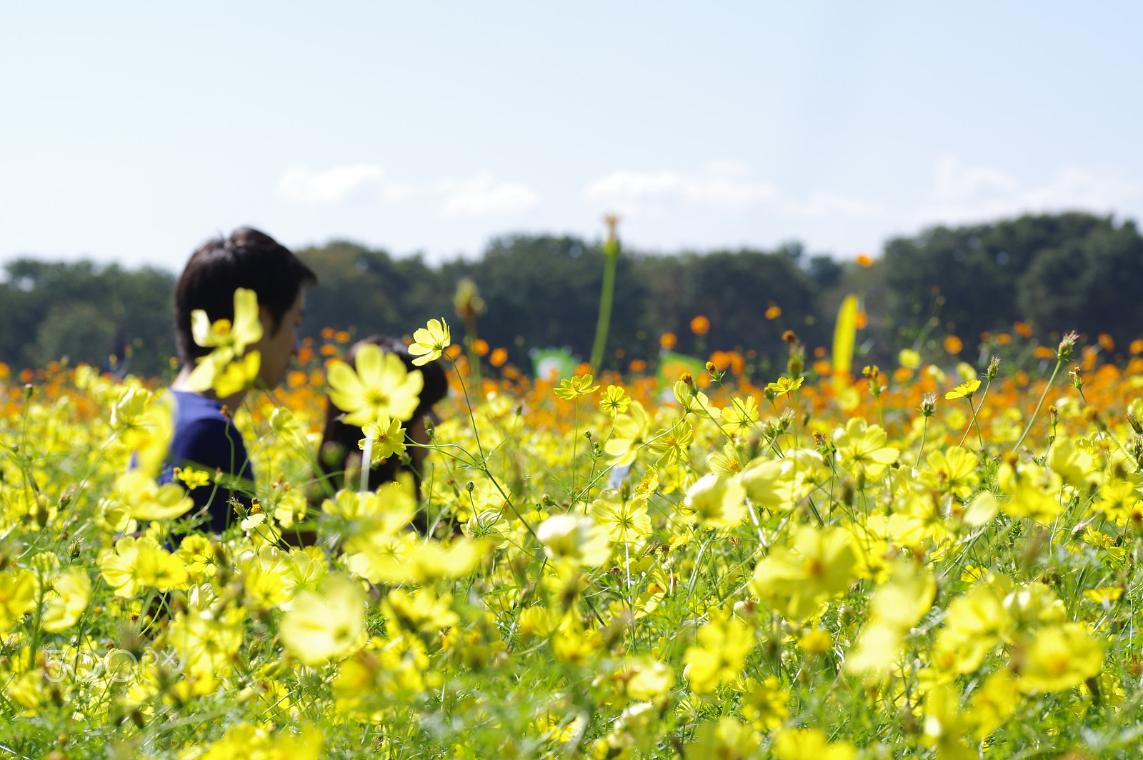 Tamron SP AF 90mm F2.8 Di Macro sample photo. The catcher in the cosmos field photography