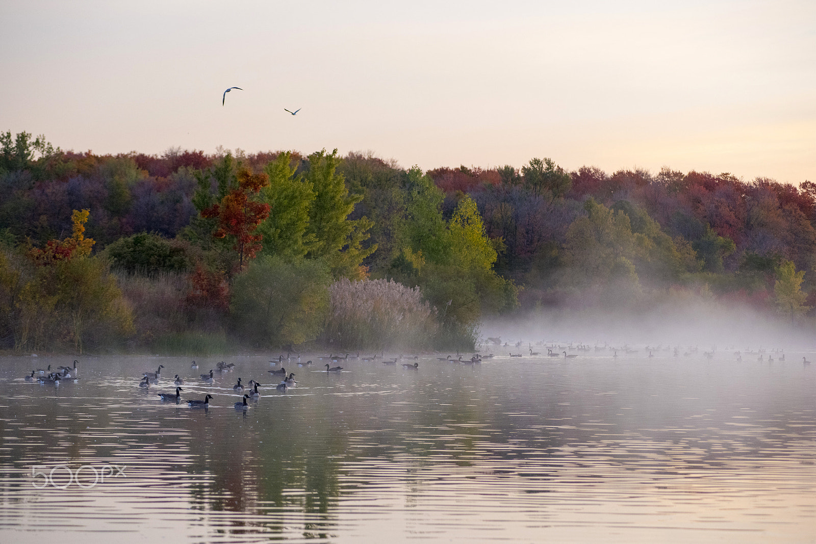 Nikon D750 sample photo. Foggy morning in the fall 2016 photography