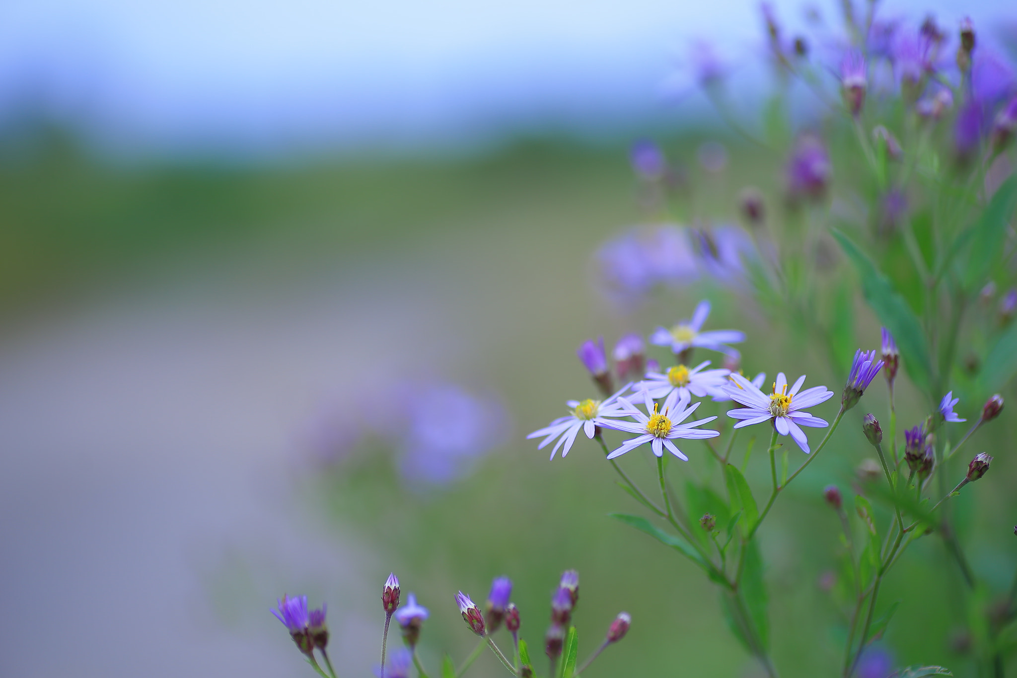 Canon EOS 6D + Tamron SP AF 90mm F2.8 Di Macro sample photo. Wild chrysanthemum … photography