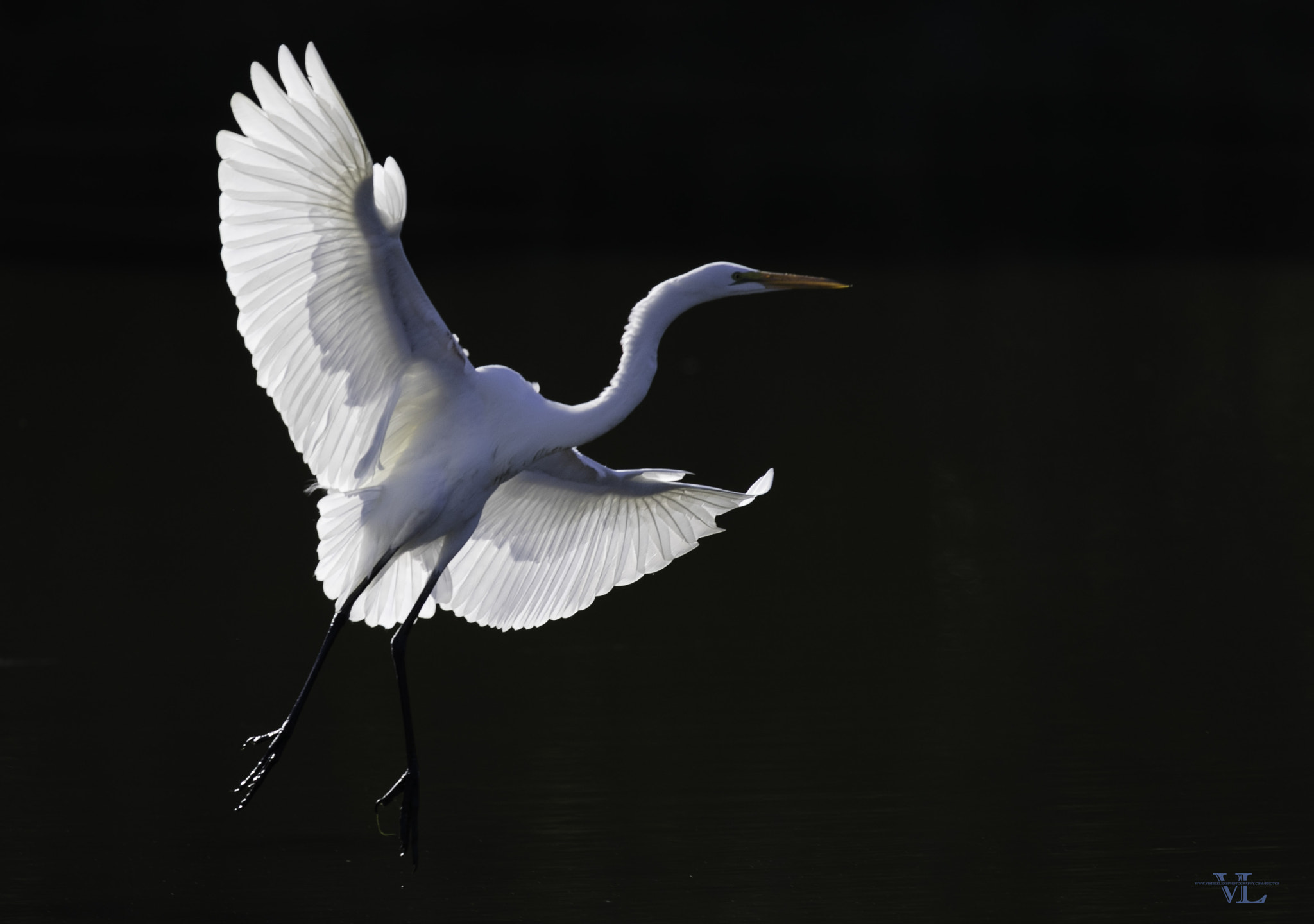 Canon EF 600mm F4L IS II USM sample photo. Vttvy photography