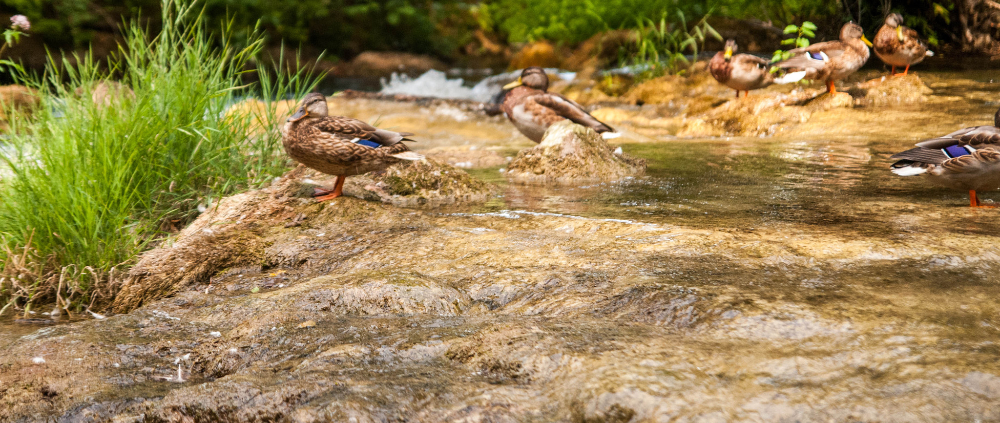 Nikon D300 sample photo. Krka and around photography
