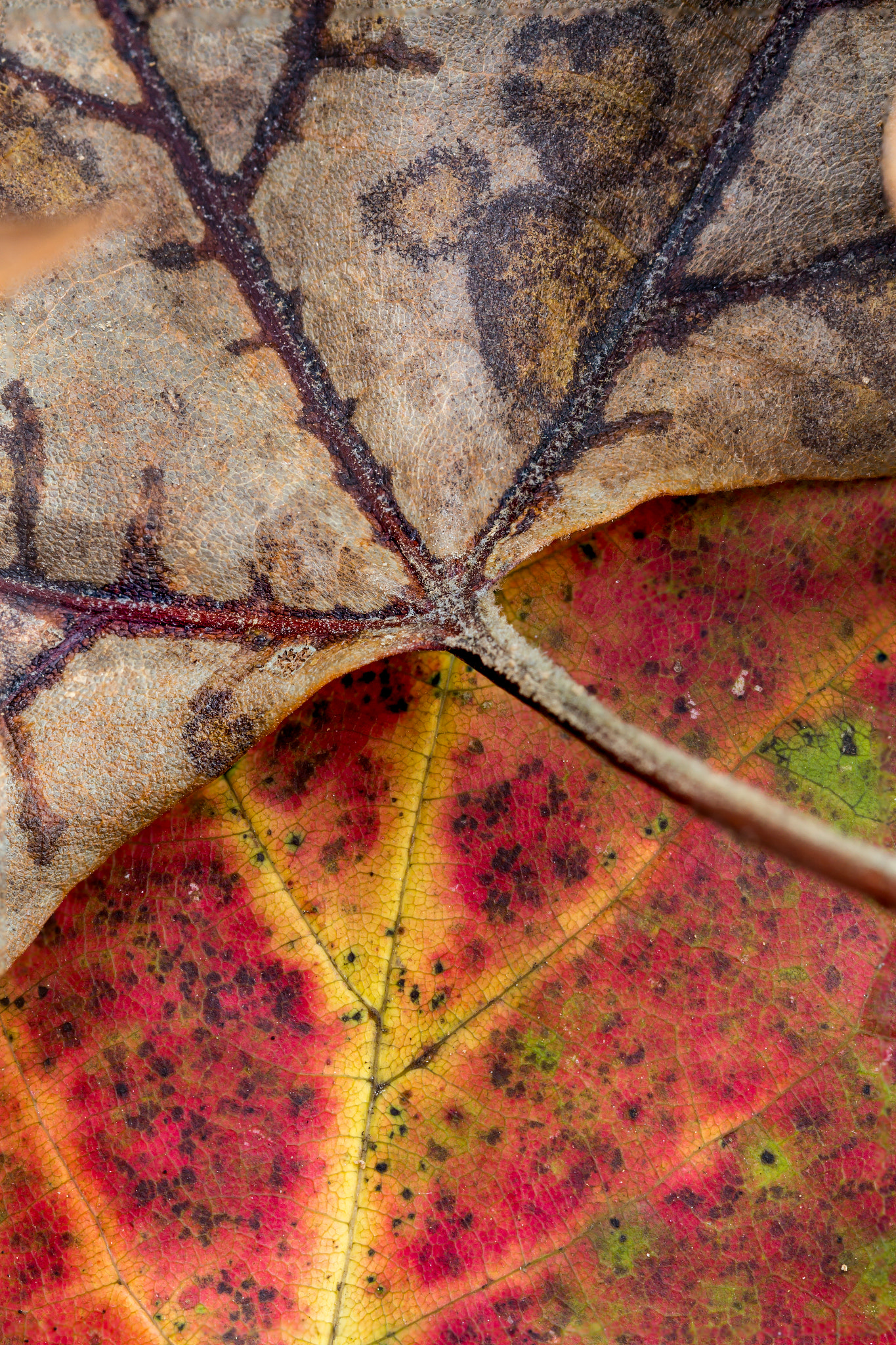 Canon EF 100mm F2.8L Macro IS USM sample photo. Fall photography