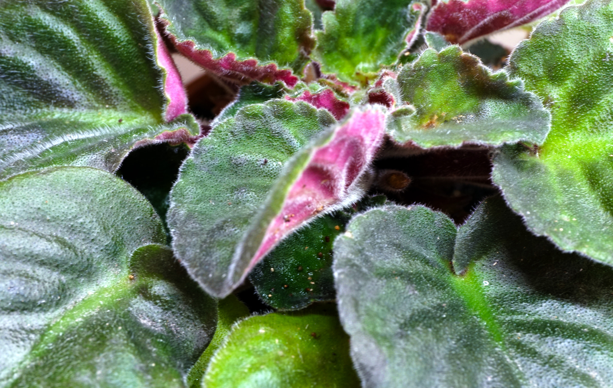 Sony a6300 + E 50mm F2.8 sample photo. Plant photography