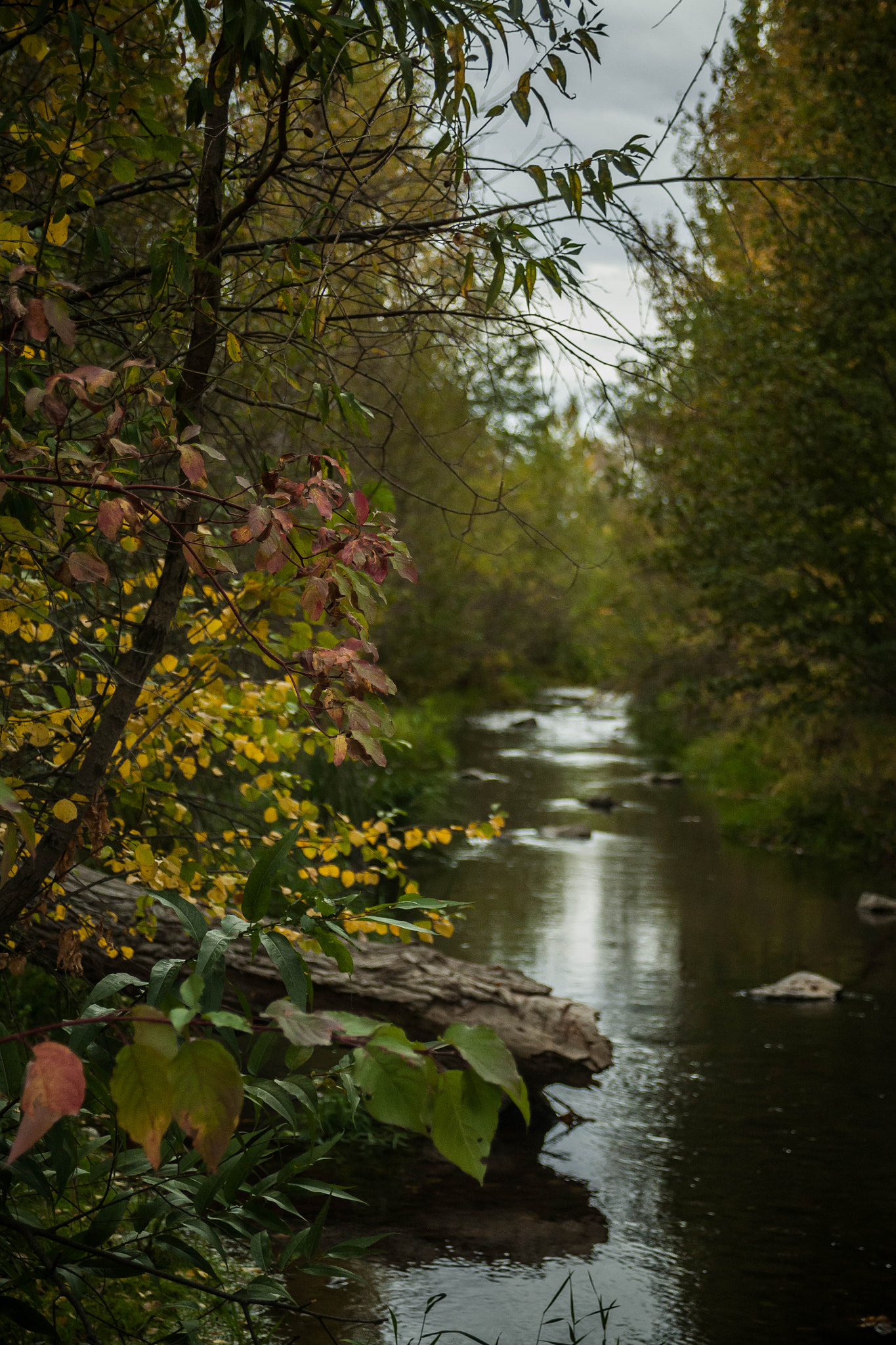 Canon EF 28-80mm f/3.5-5.6 sample photo. Fall on the greenbelt photography