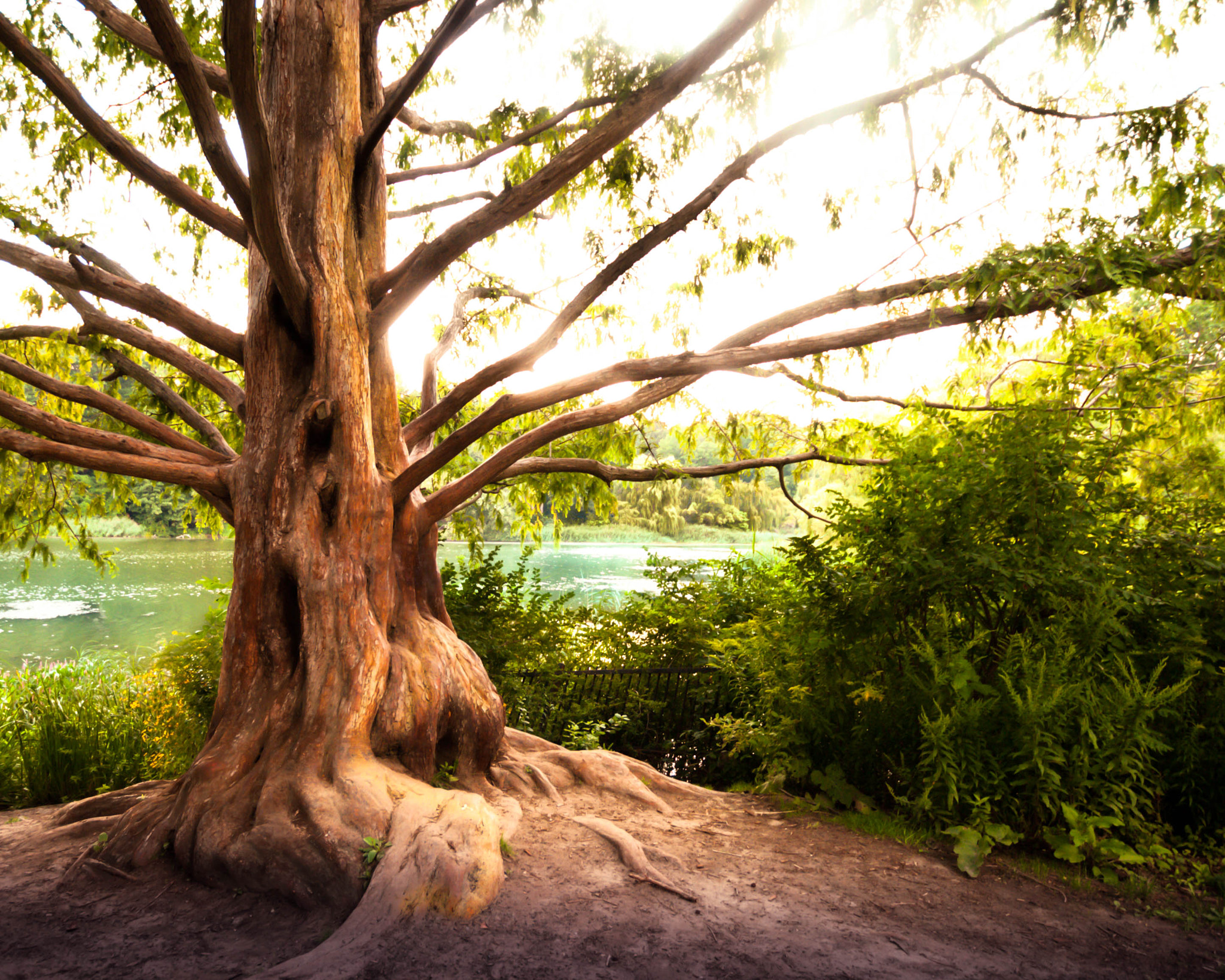 Sigma 10-20mm F3.5 EX DC HSM sample photo. That one tree that makes you question everything. photography