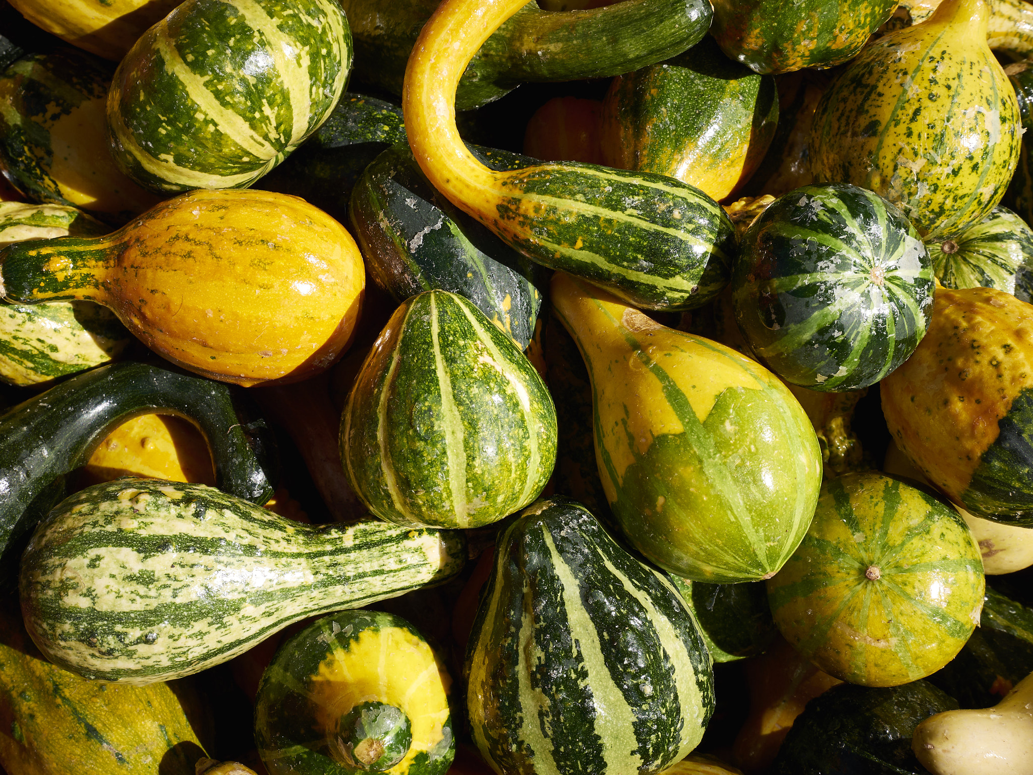 Panasonic Lumix DMC-GX85 (Lumix DMC-GX80 / Lumix DMC-GX7 Mark II) sample photo. Pumpkins photography