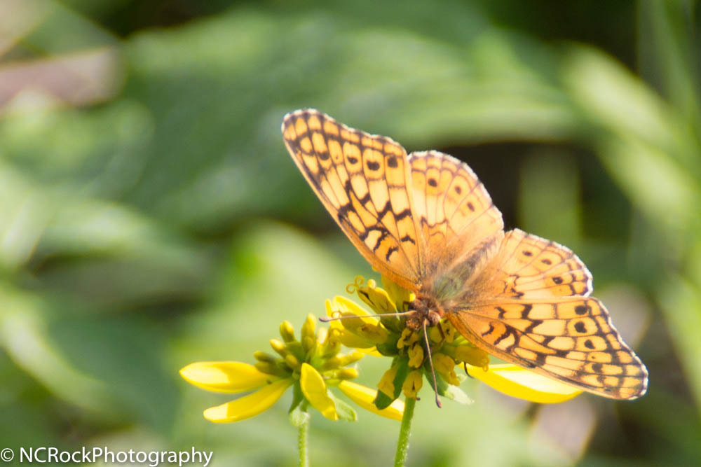 Canon EOS 700D (EOS Rebel T5i / EOS Kiss X7i) sample photo. Butterfly photography