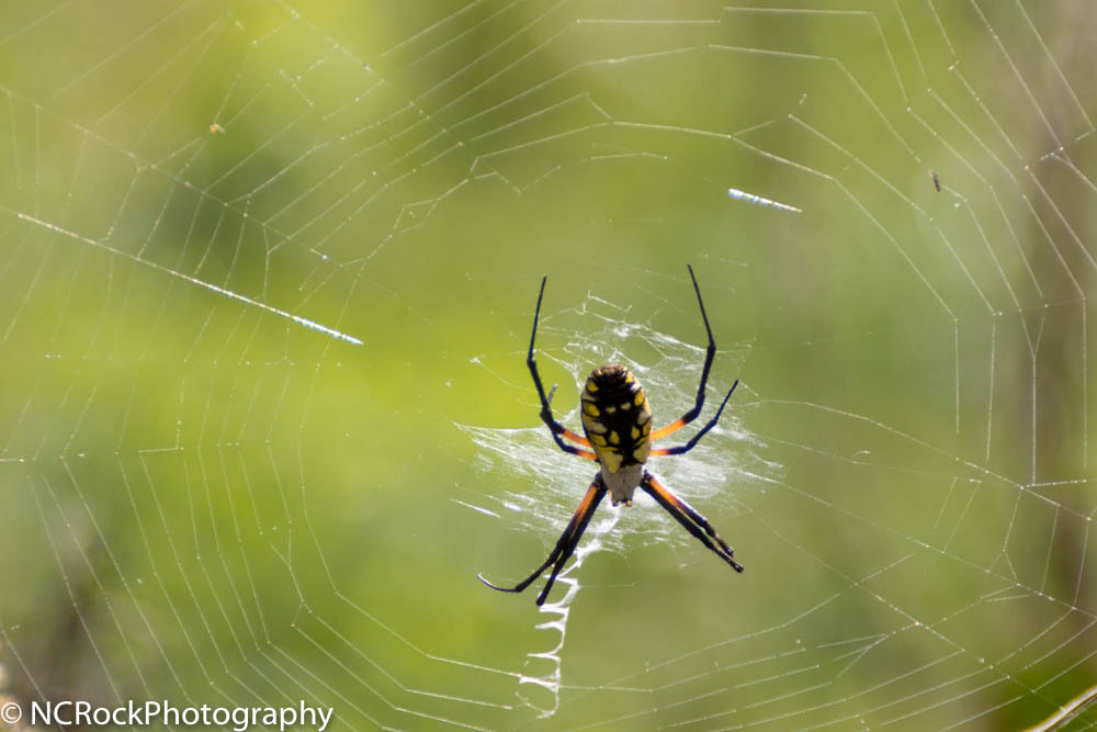 Canon EOS 700D (EOS Rebel T5i / EOS Kiss X7i) sample photo. Spider photography