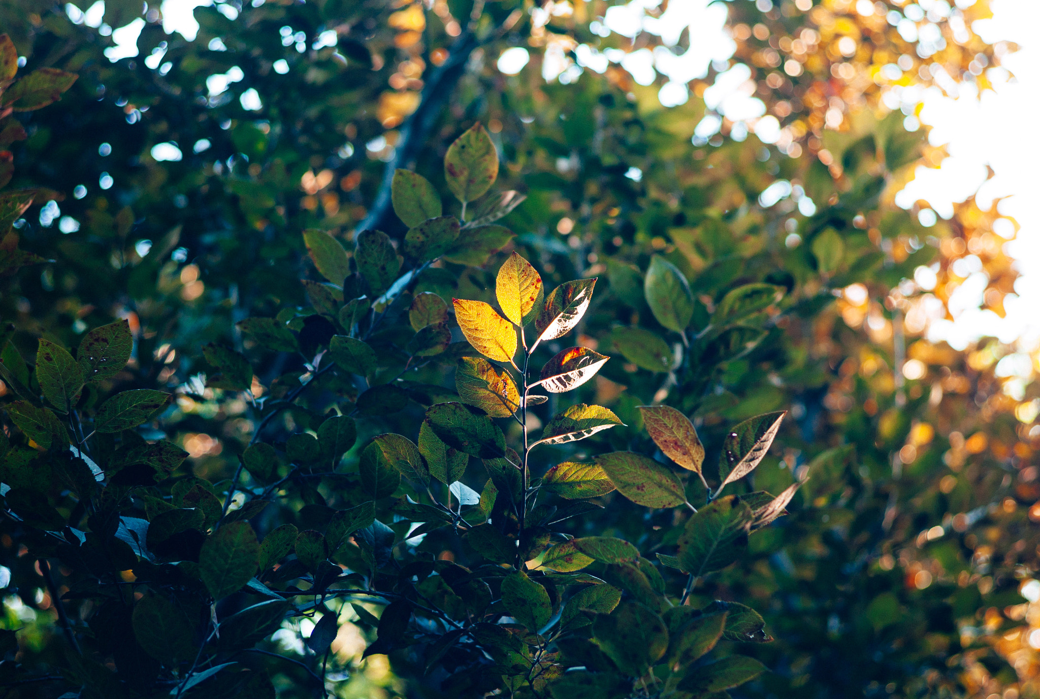 Leica M8 sample photo. Autumn is coming photography