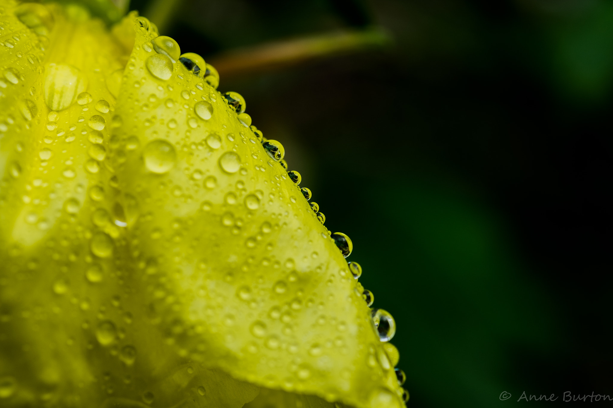 Fujifilm X-T1 + Fujifilm XF 60mm F2.4 R Macro sample photo. Evening primrose photography