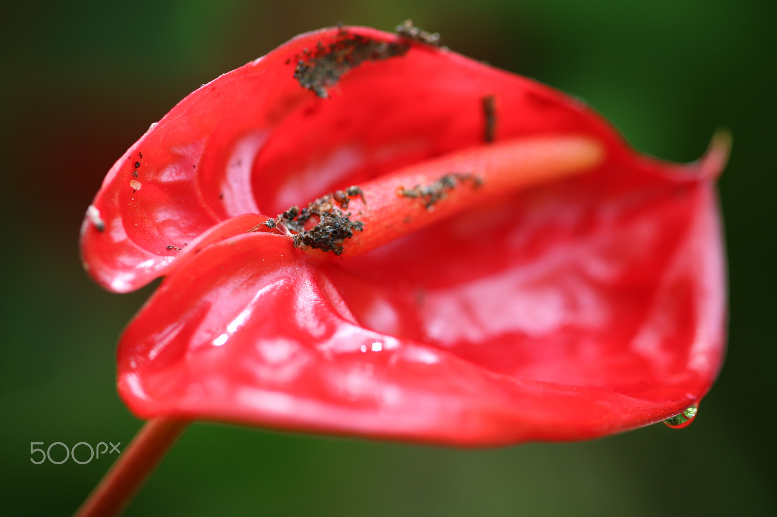 Canon EOS 750D (EOS Rebel T6i / EOS Kiss X8i) sample photo. Laceleaf photography