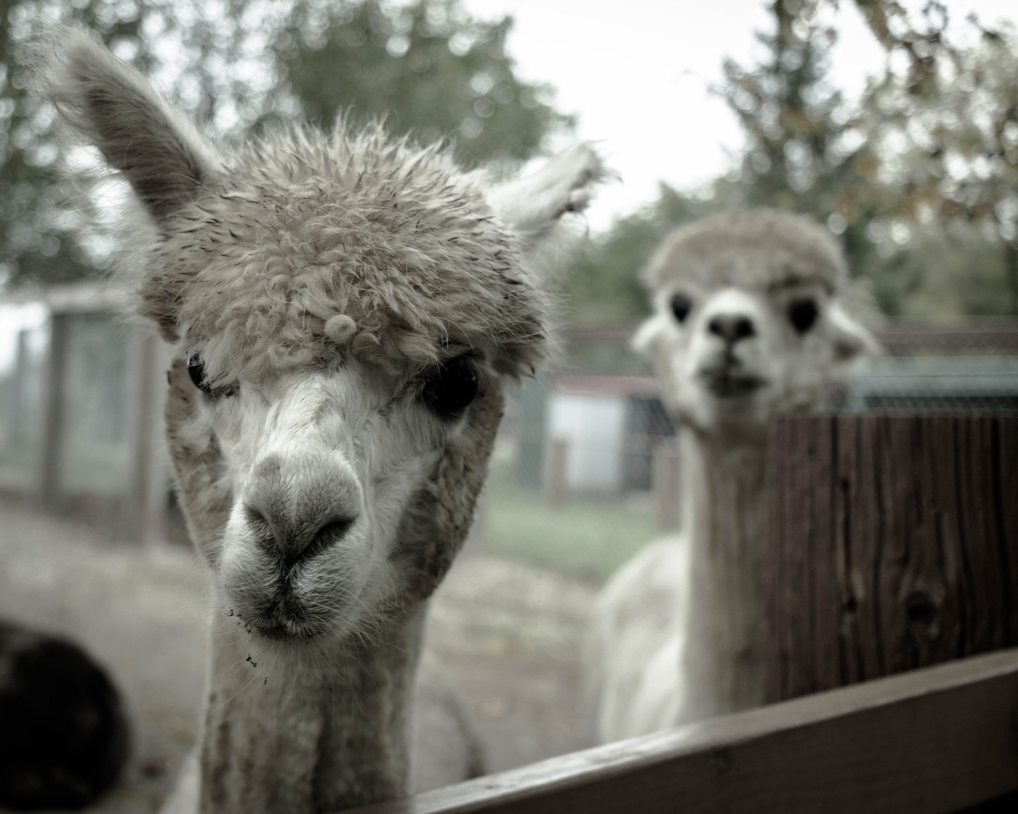 Canon EOS 760D (EOS Rebel T6s / EOS 8000D) sample photo. Llama drama photography