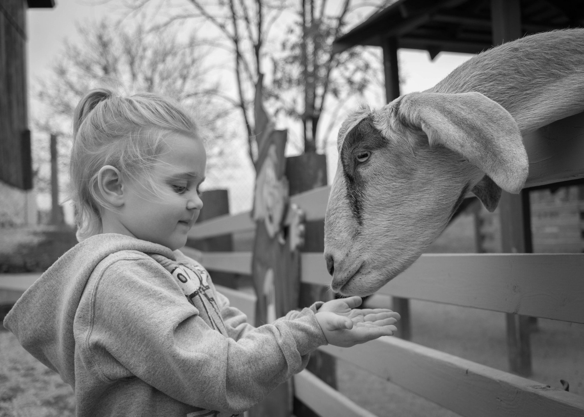 Canon EOS 760D (EOS Rebel T6s / EOS 8000D) sample photo. Feeding the goat photography