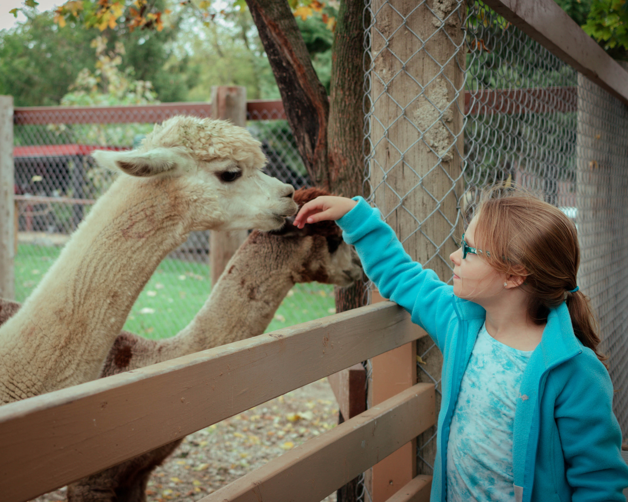 Canon EOS 760D (EOS Rebel T6s / EOS 8000D) sample photo. Feeding the llama photography