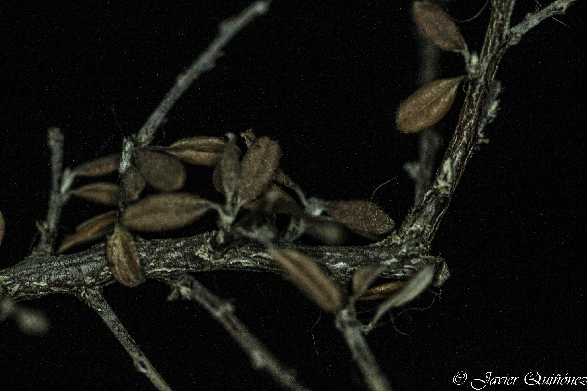 Canon EF 100mm F2.8 Macro USM sample photo. Bonsai photography