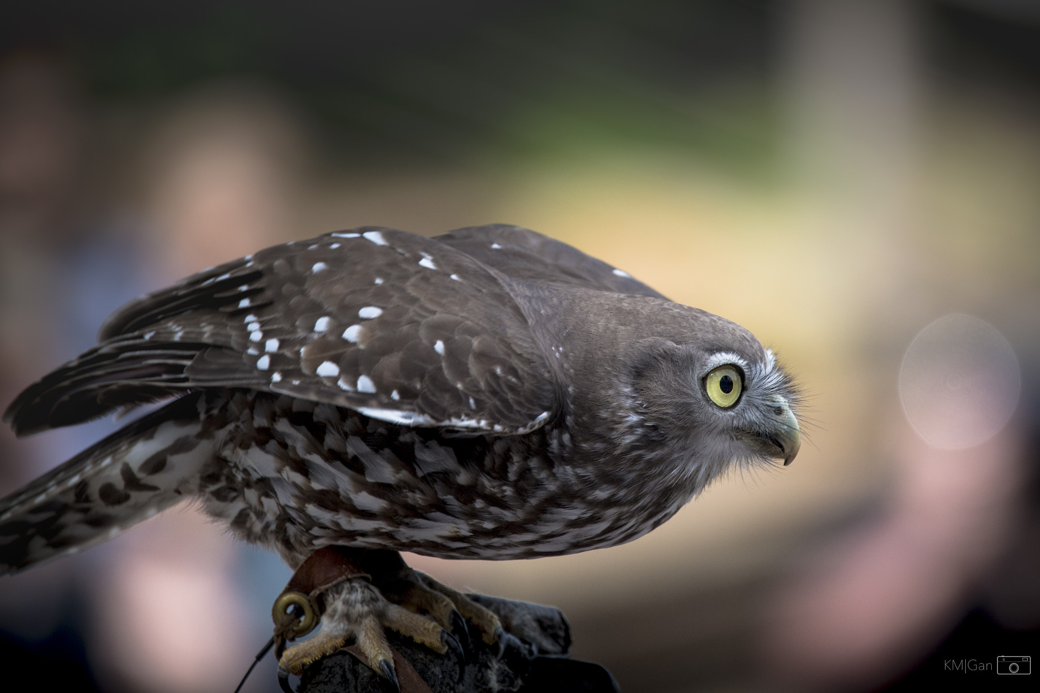 Nikon Nikkor AF-S 300mm F4E PF ED VR sample photo. Eager eye photography
