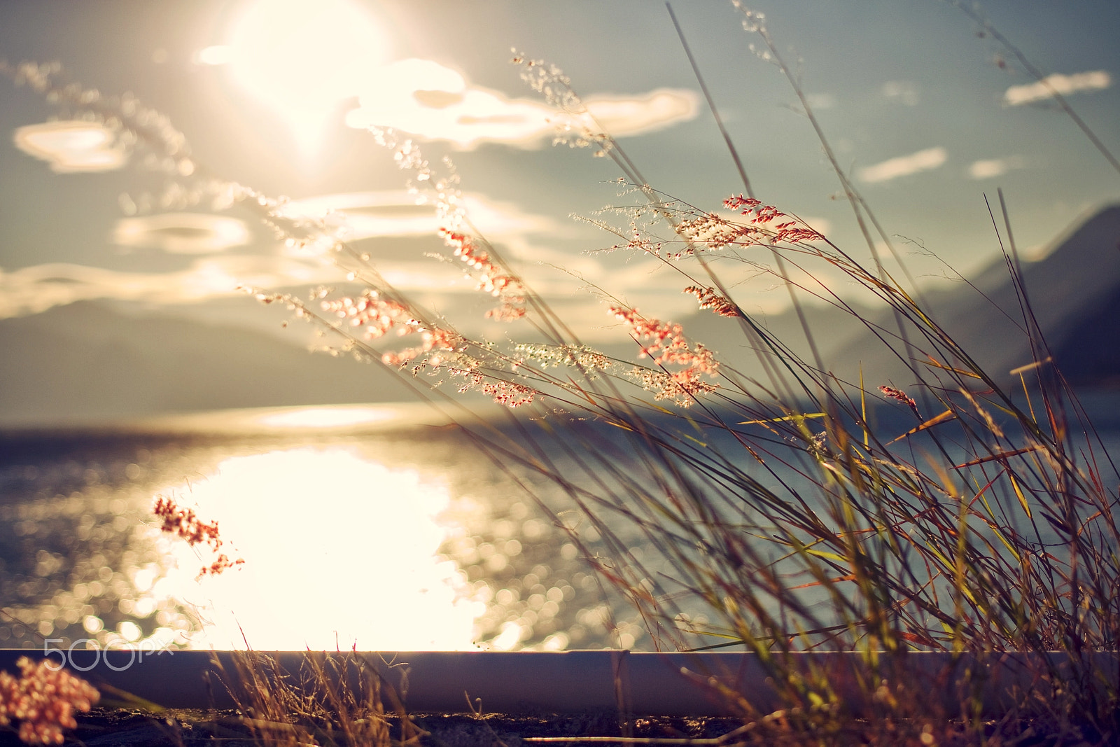 Canon EF 40mm F2.8 STM sample photo. Flores al atardecer photography