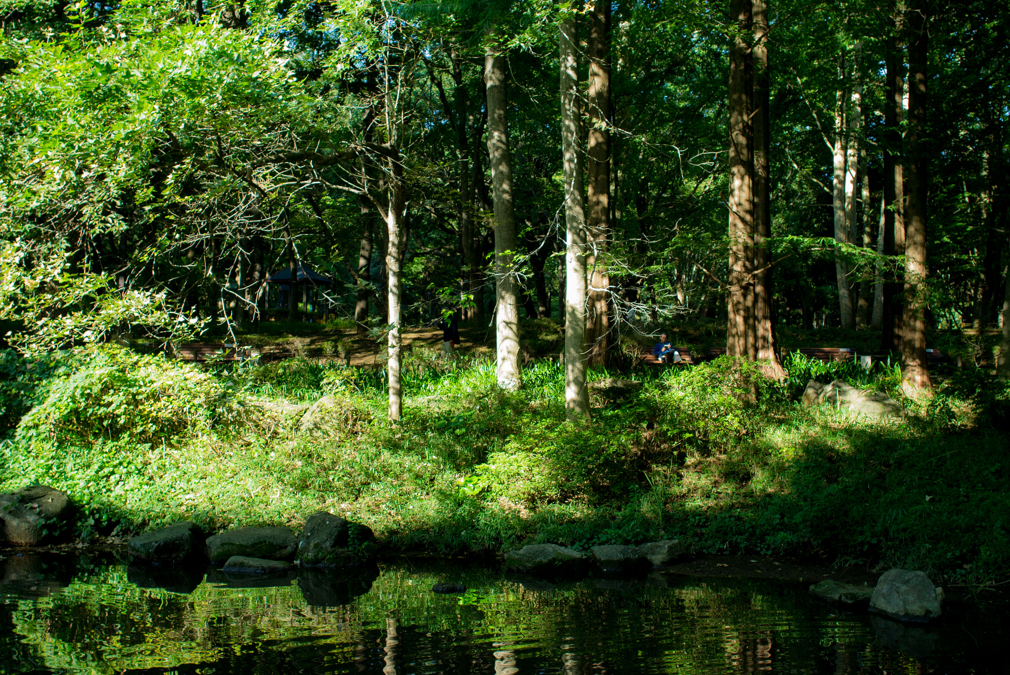 Sigma 19mm F2.8 EX DN sample photo. Rinshi no mori photography