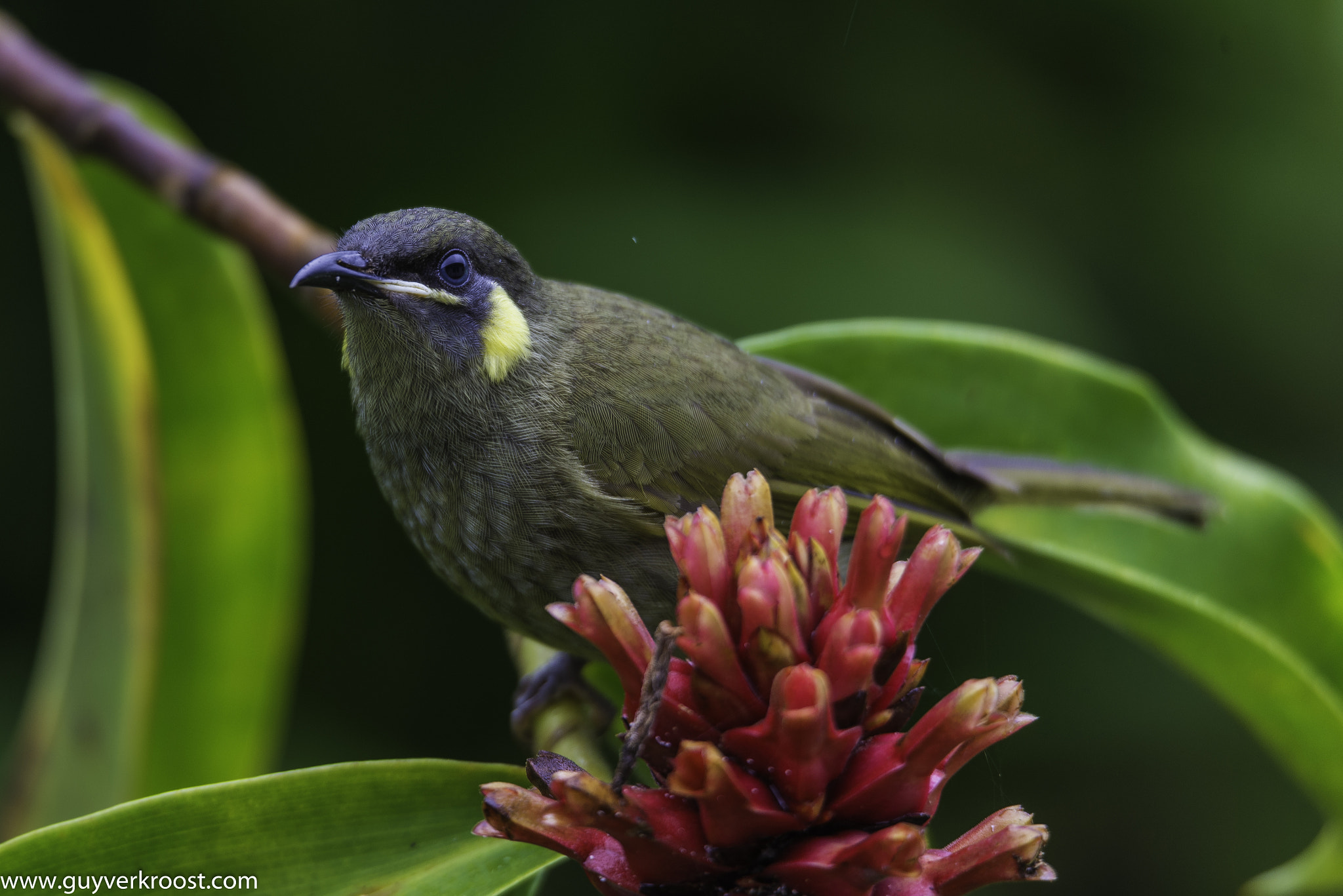 Nikon D600 sample photo. Lewins honeyeater photography