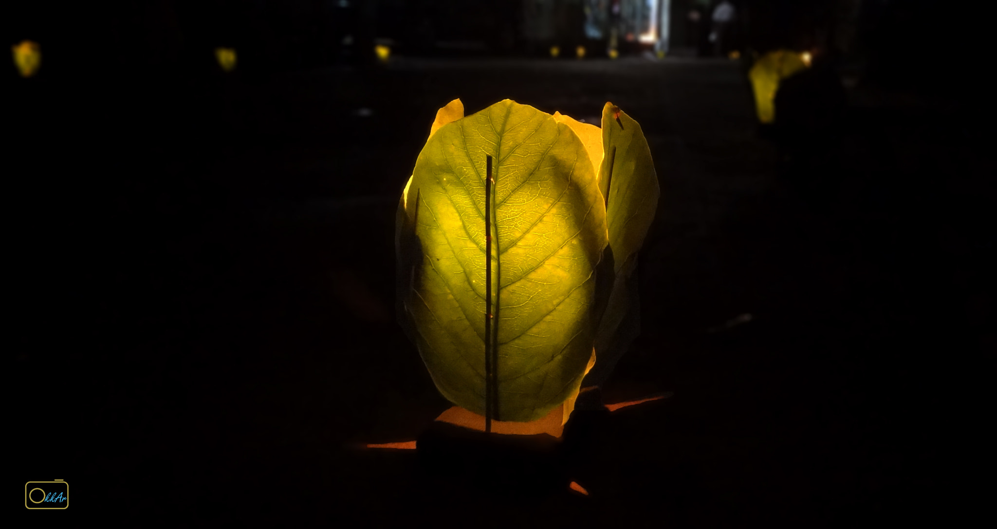 Sony DSC-WX30 sample photo. The leaf light photography