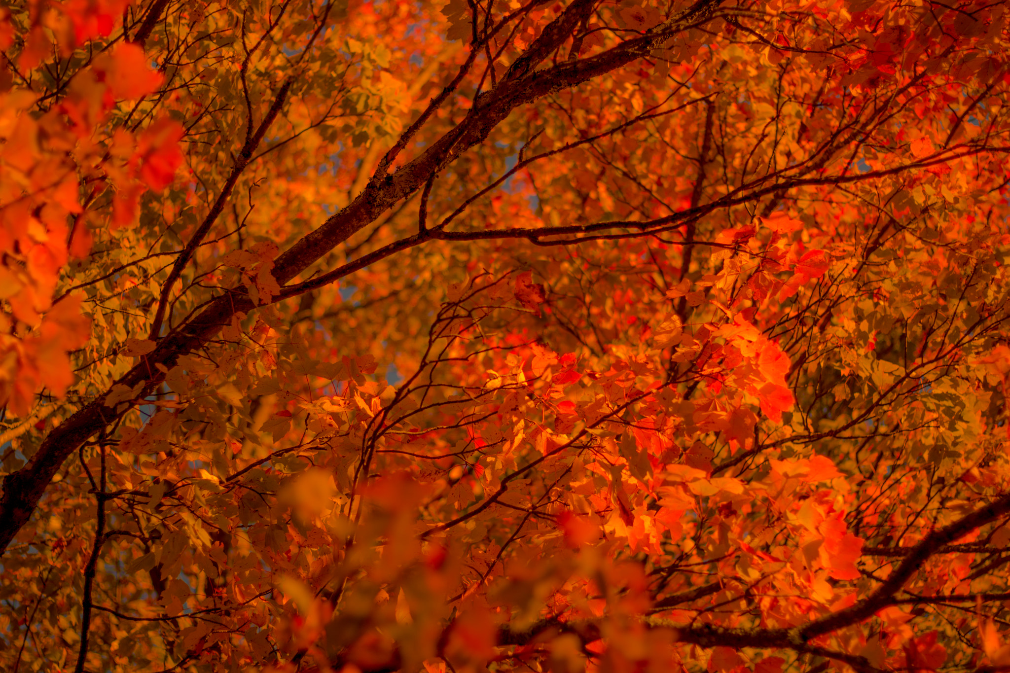 Canon EOS 760D (EOS Rebel T6s / EOS 8000D) sample photo. Tree on fire photography